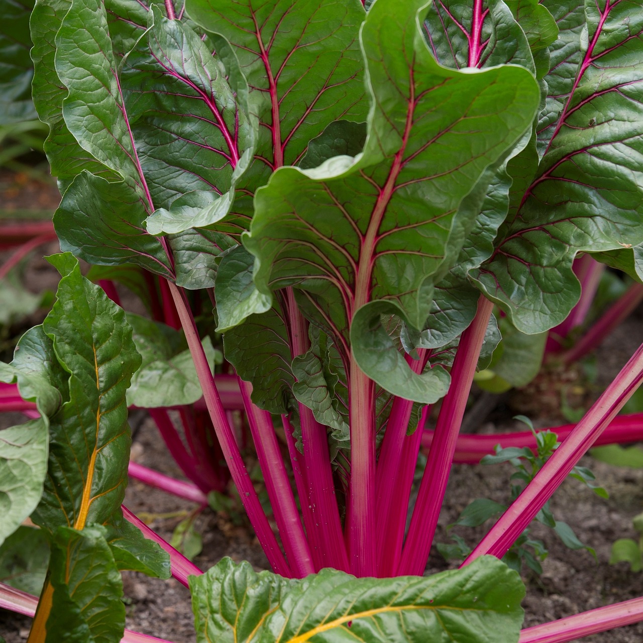 beetroot vegetables garden free photo