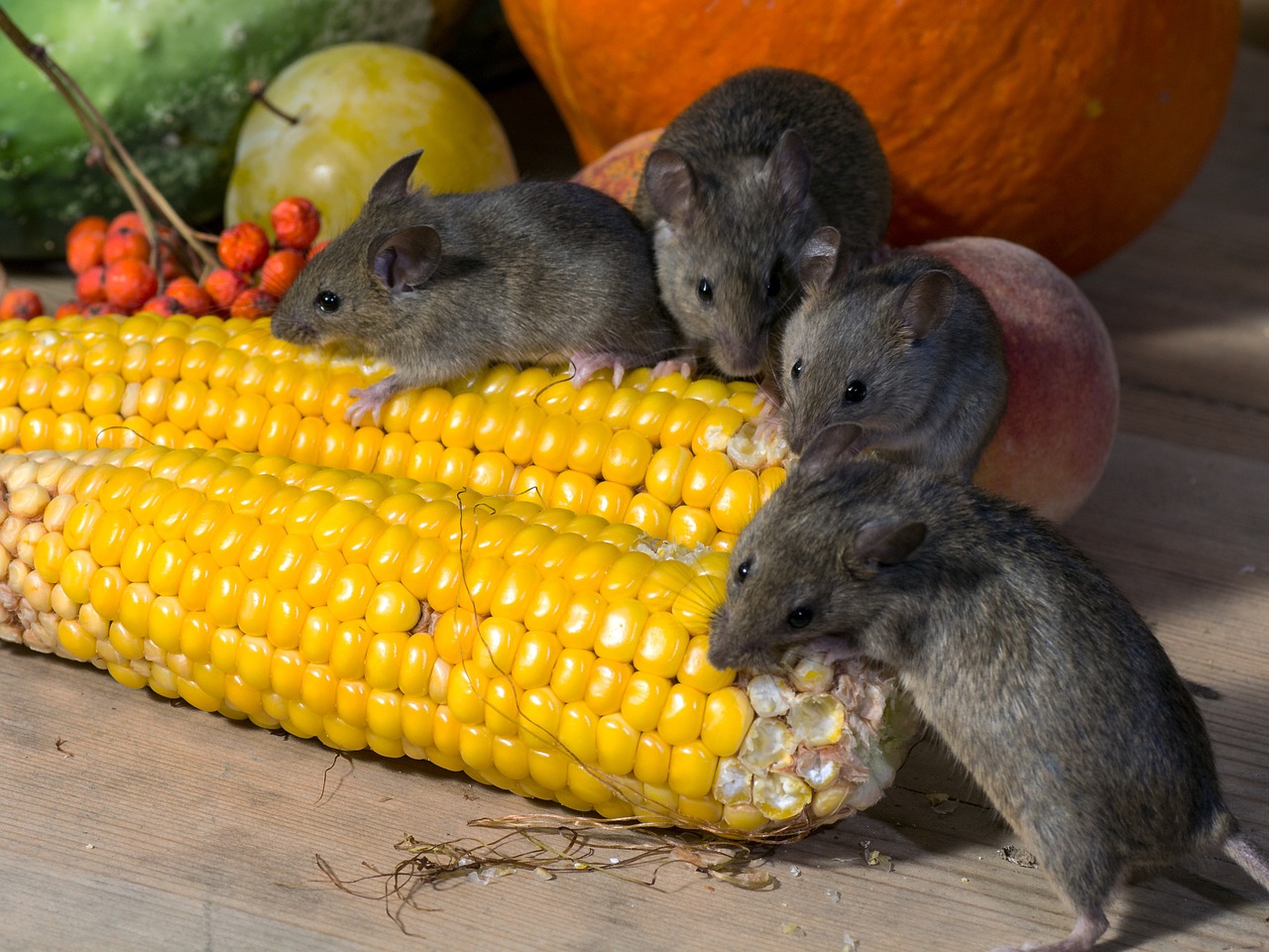 vegetables corn mice free photo