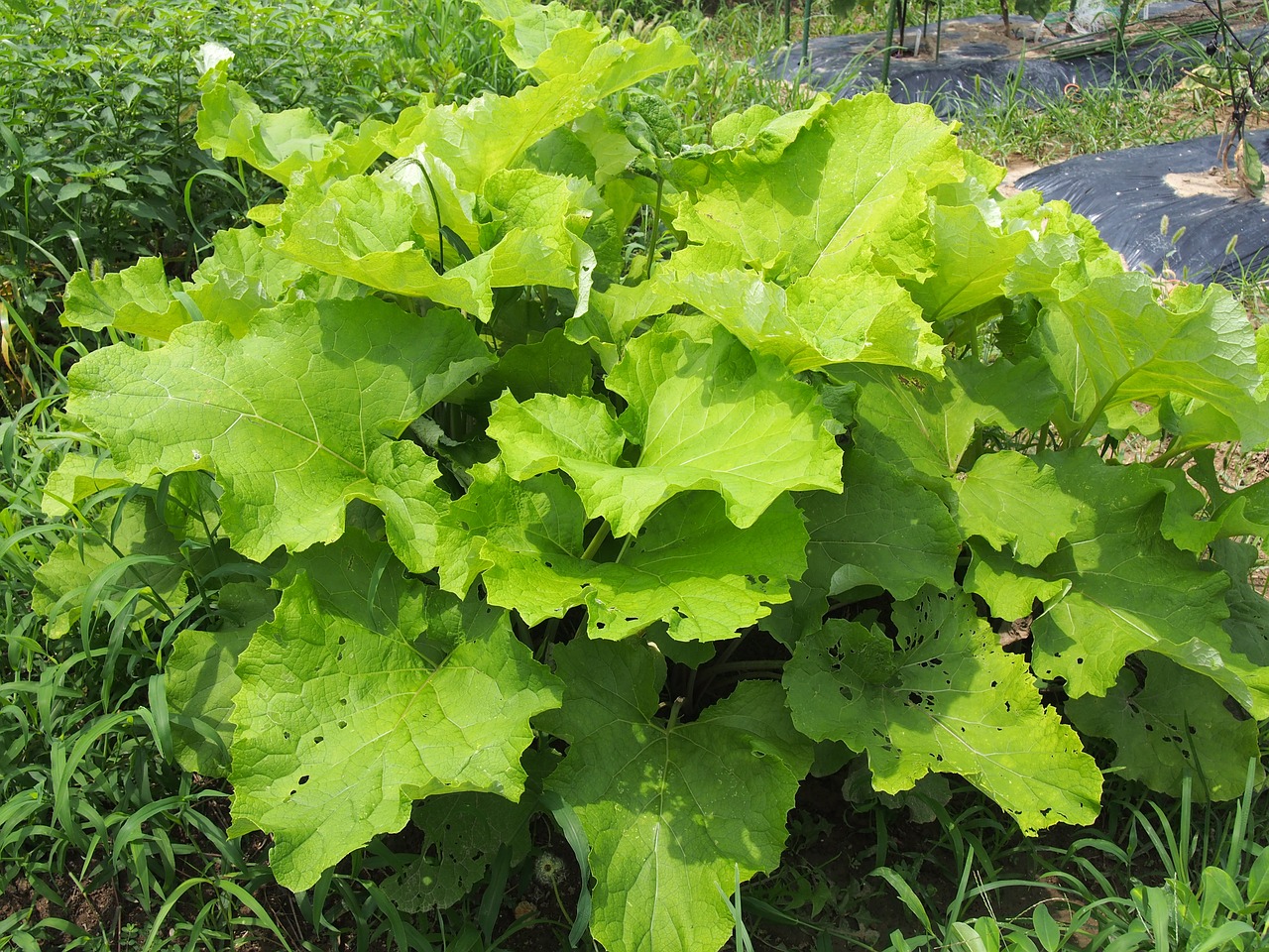 field burdock root garden free photo