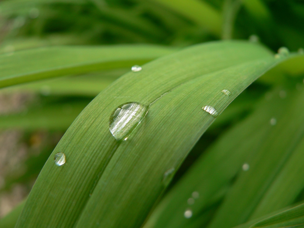 vegetal water drop free photo