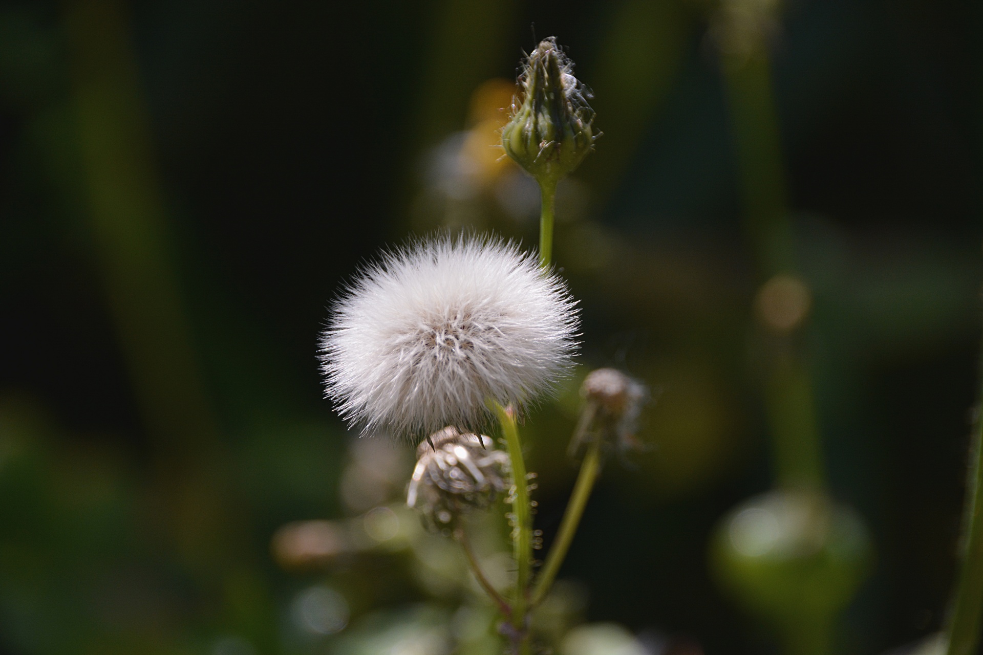 flora botanical white ball free photo