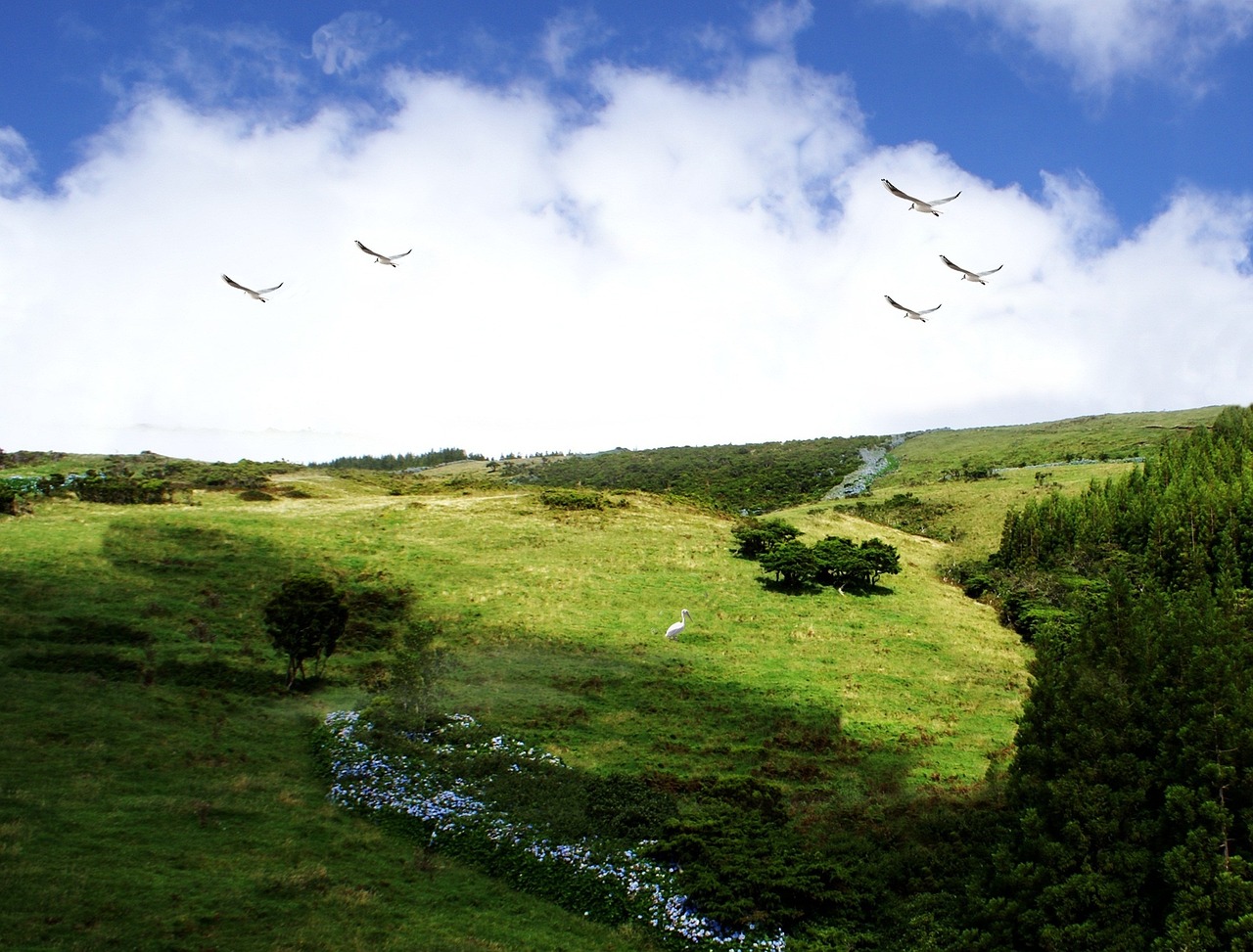 vegetation nature field free photo