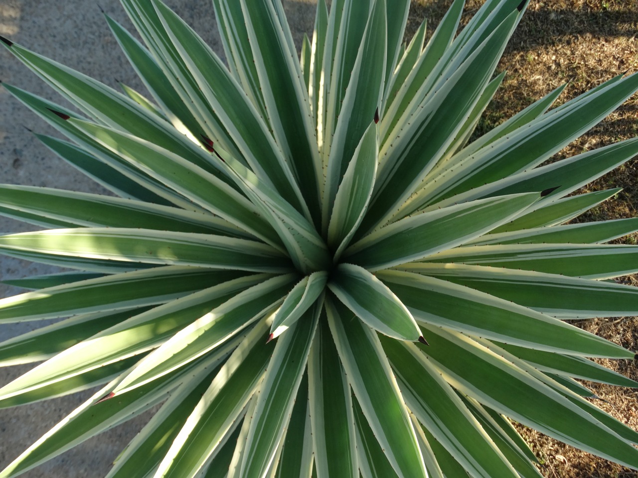 vegetation garden plants free photo