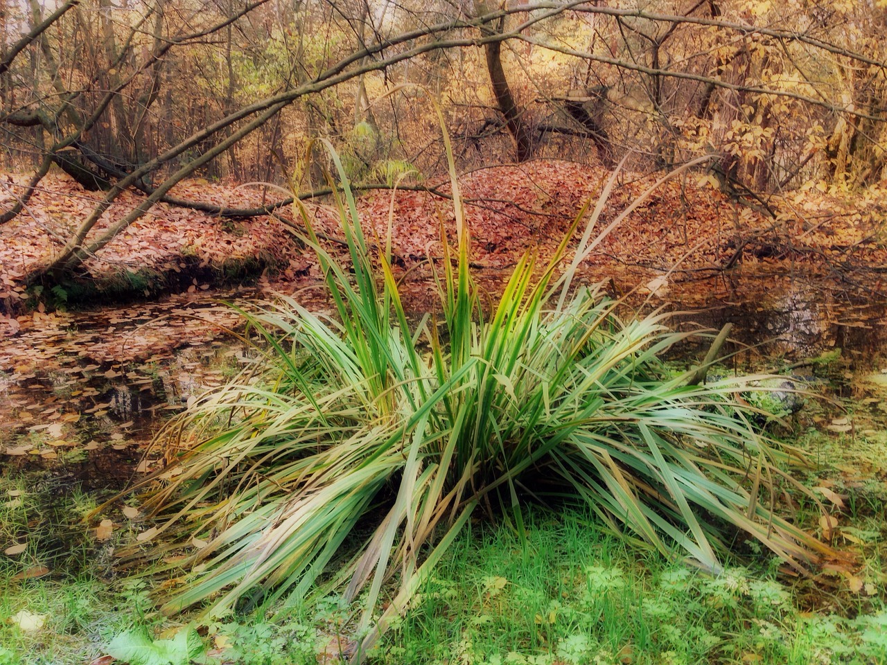 vegetation autumn grass free photo