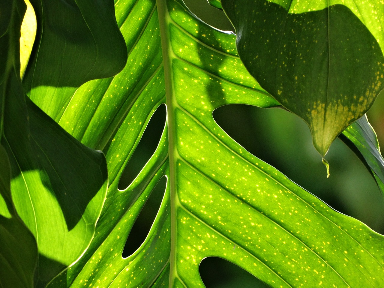 vegetation forest environment free photo