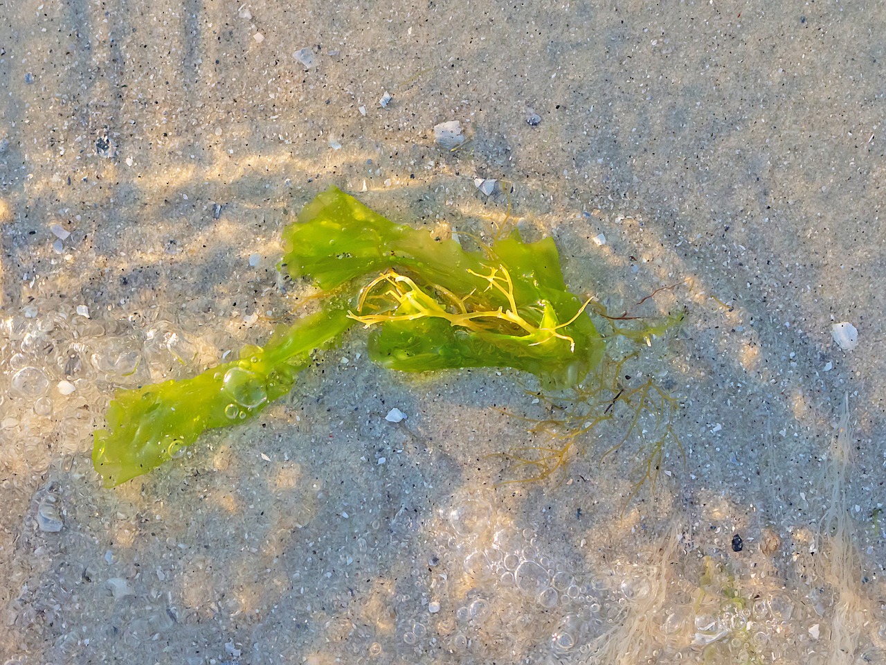 seaweed vegetation sand free photo