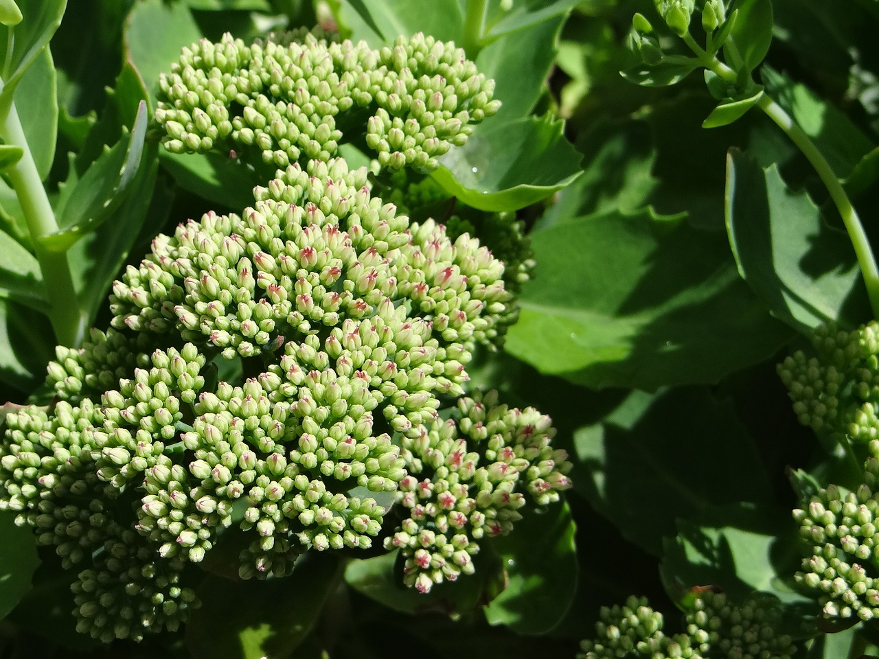 vegetation garden ball free photo