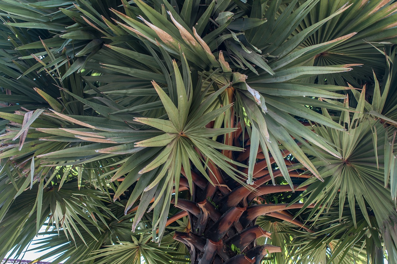 vegetation plant palm free photo