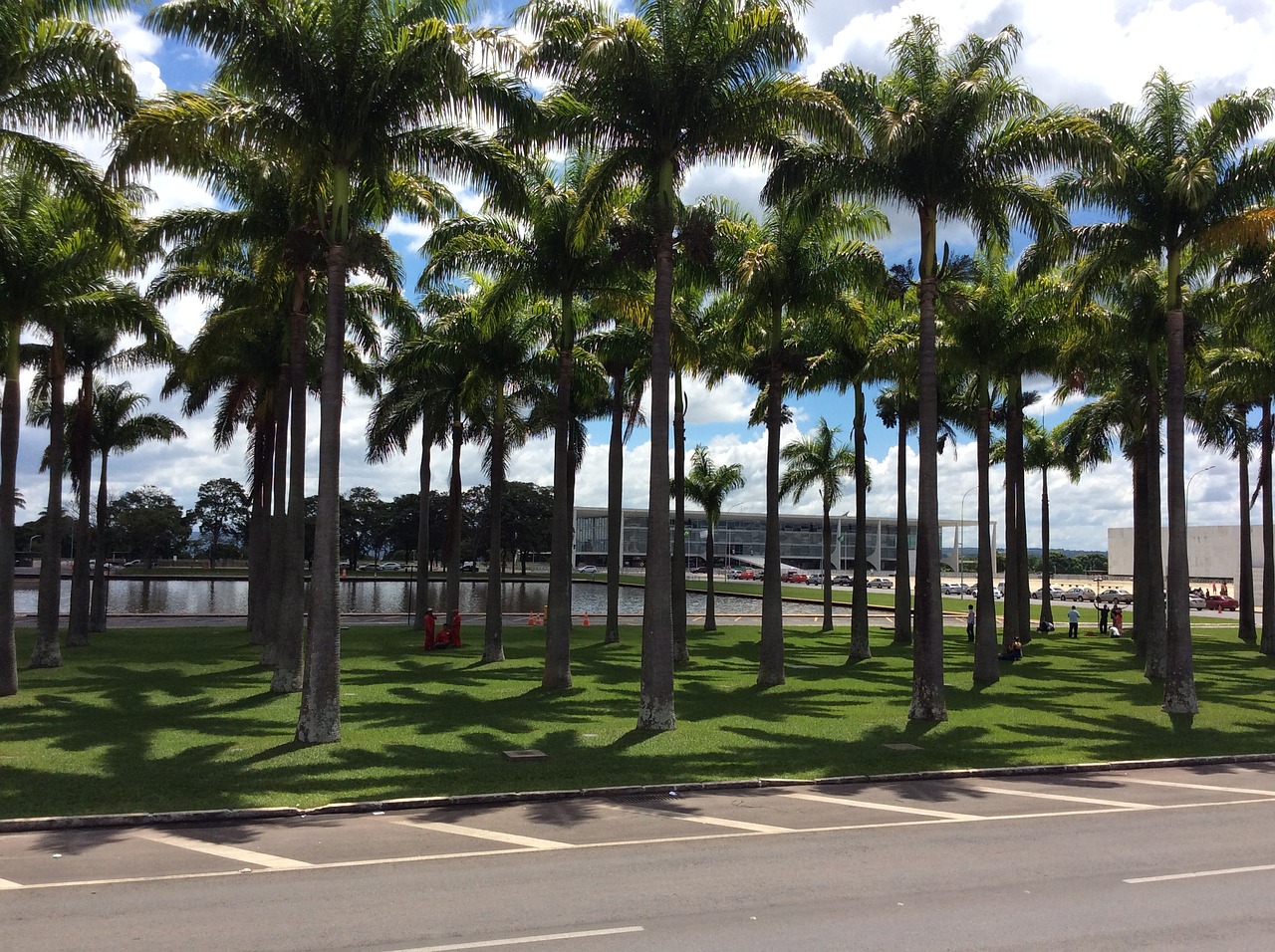 vegetation trees square free photo