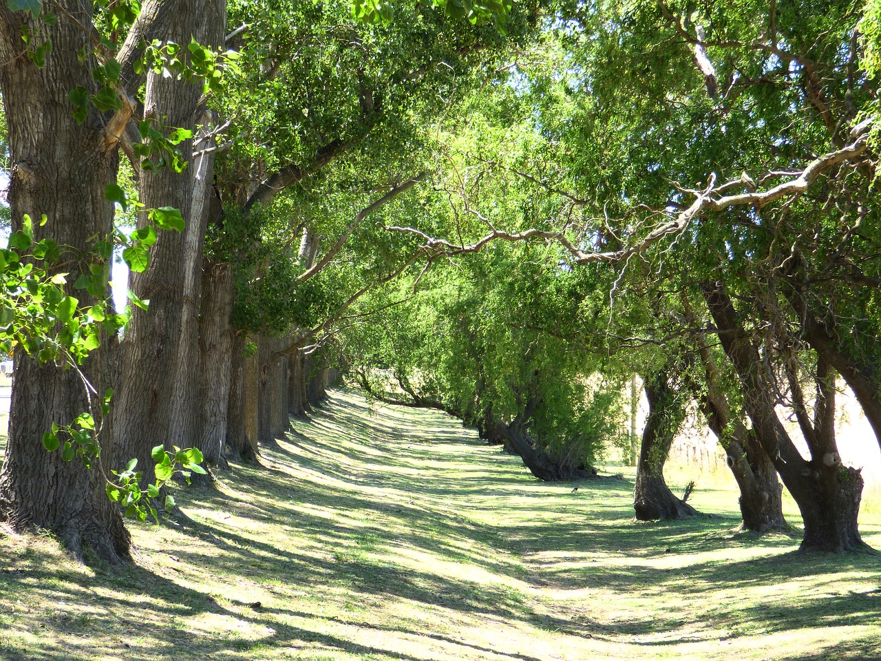 vegetation plants nature free photo