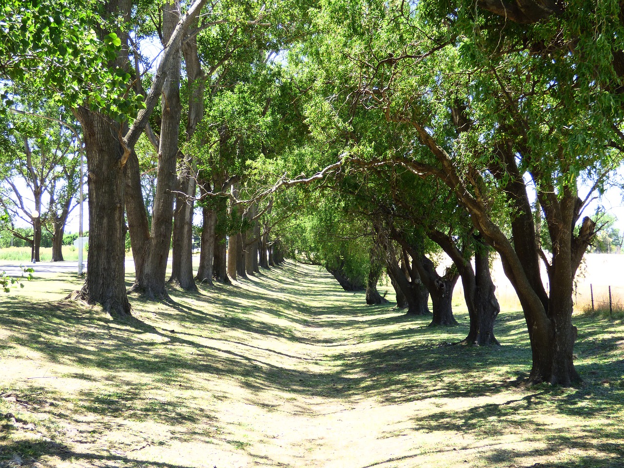 vegetation plants arboleda free photo