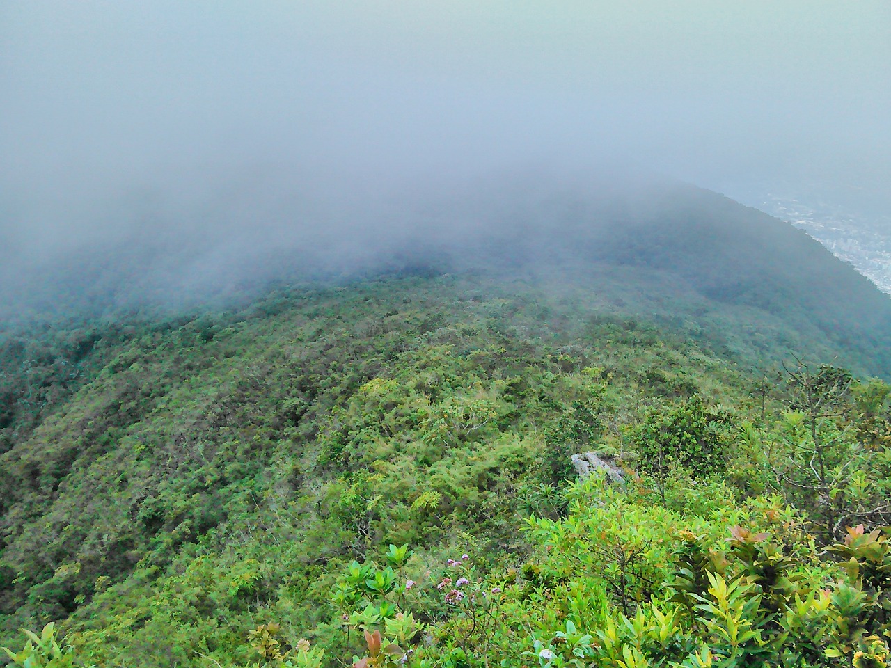 vegetation mist caracas free photo