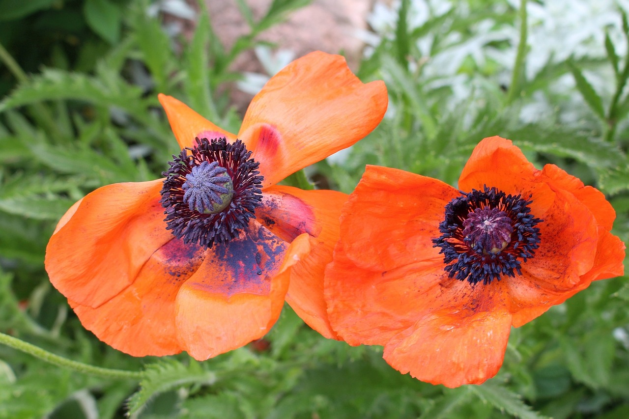 vegetation flowers poppies free photo