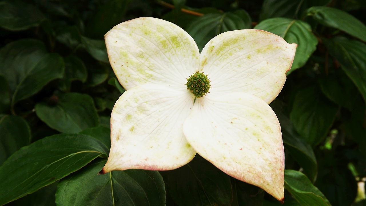 vegetation flowers white free photo