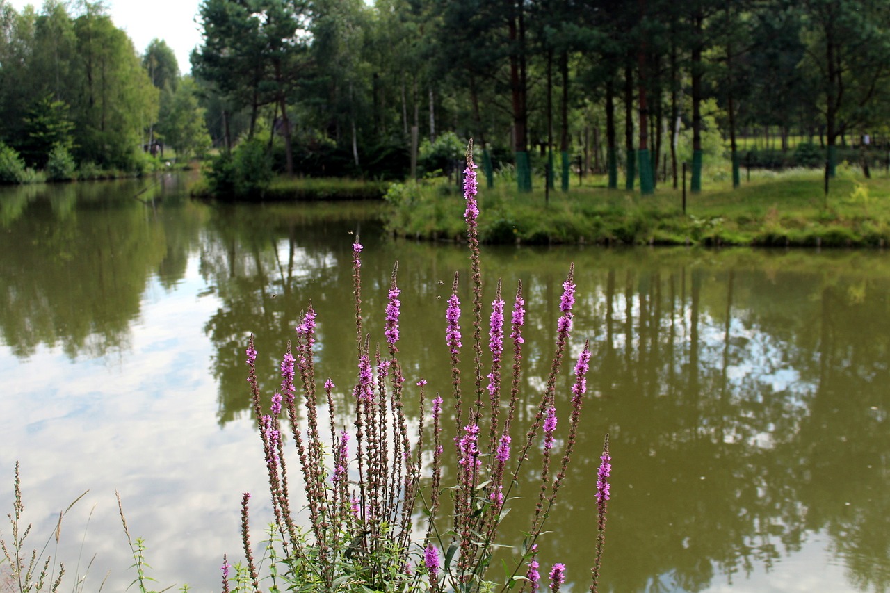 vegetation landscape nature free photo