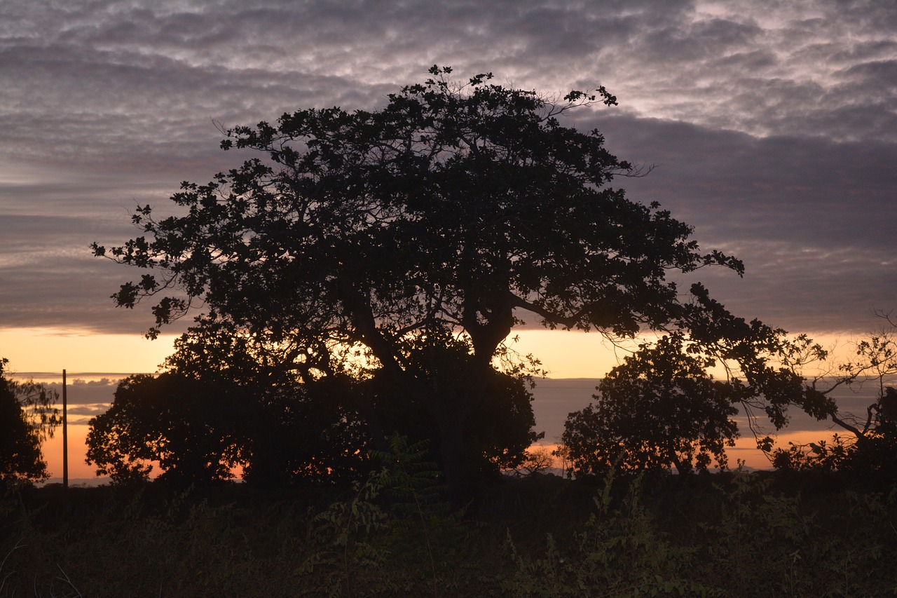 vegetation nature trees free photo