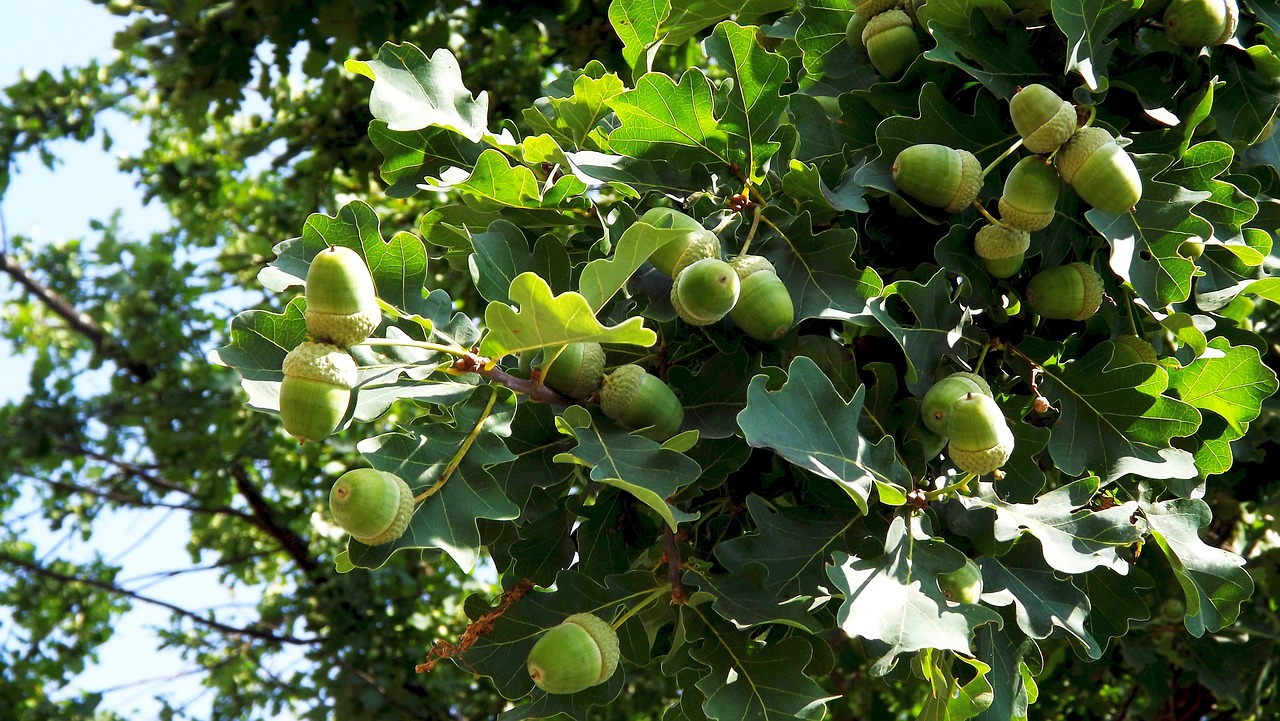 vegetation tree oak free photo