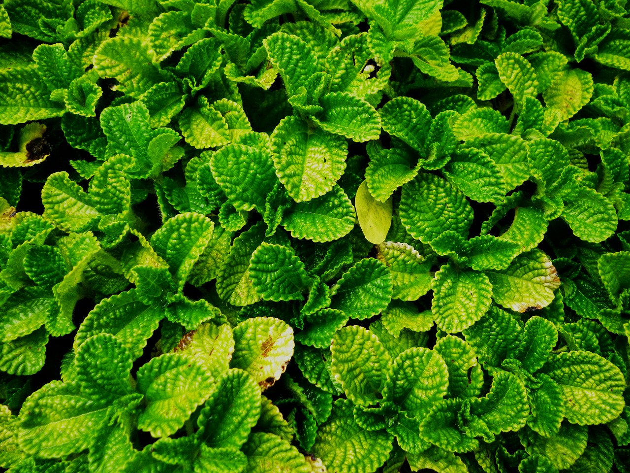 vegetation green leaves free photo