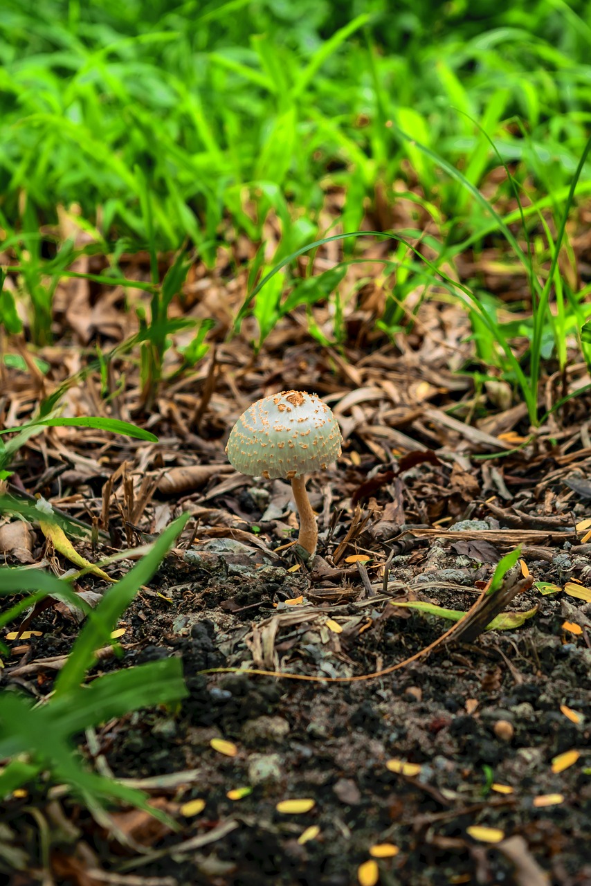 vegetation  natural  green free photo