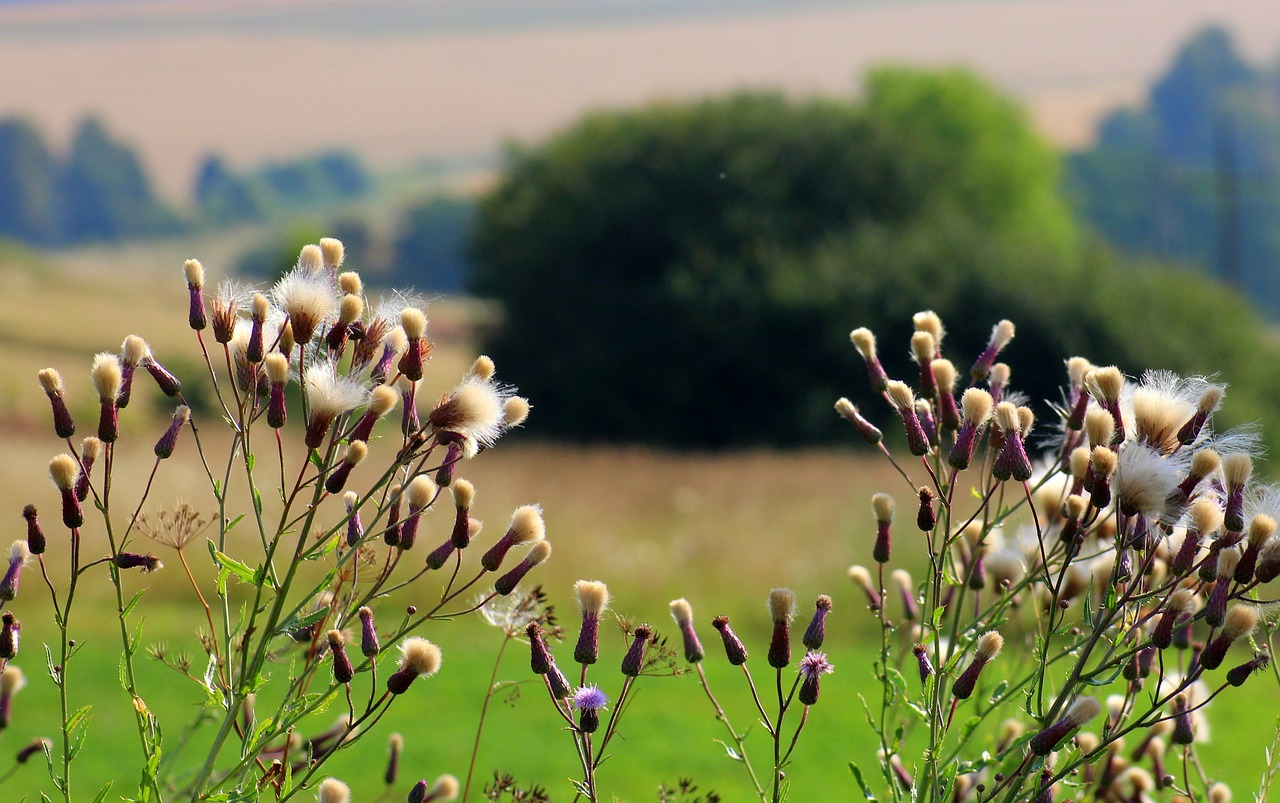 vegetation  wildflowers  field free photo