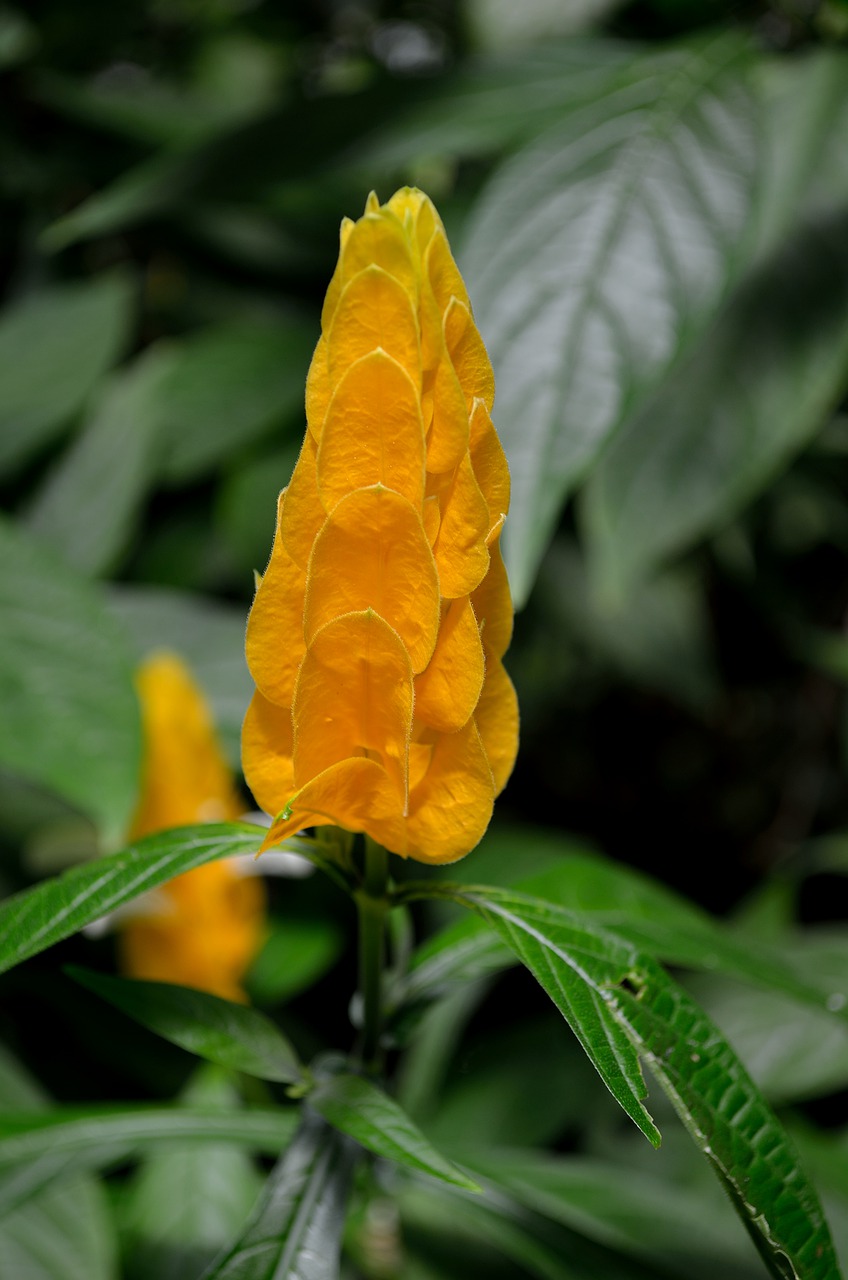 vegetation  flowers  bloom free photo