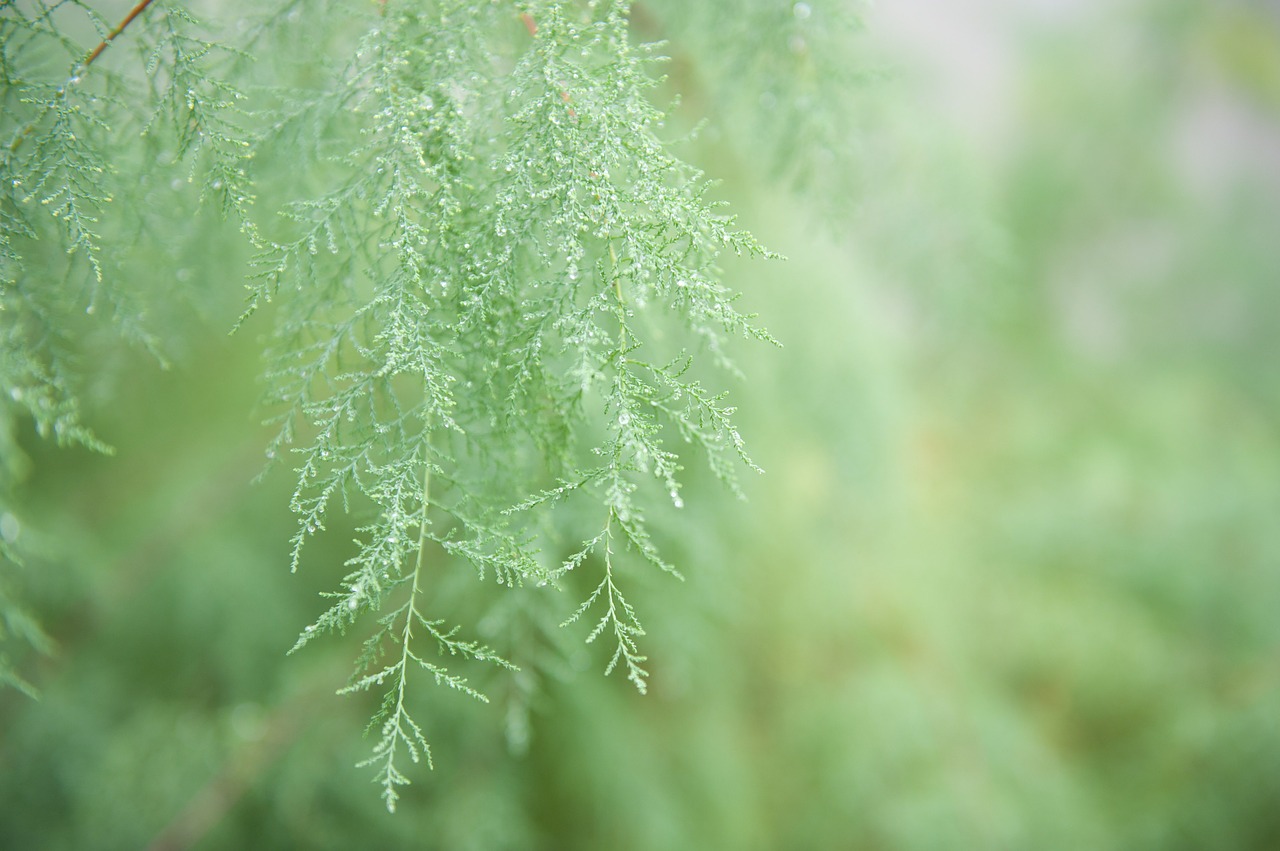 vegetation green nature free photo