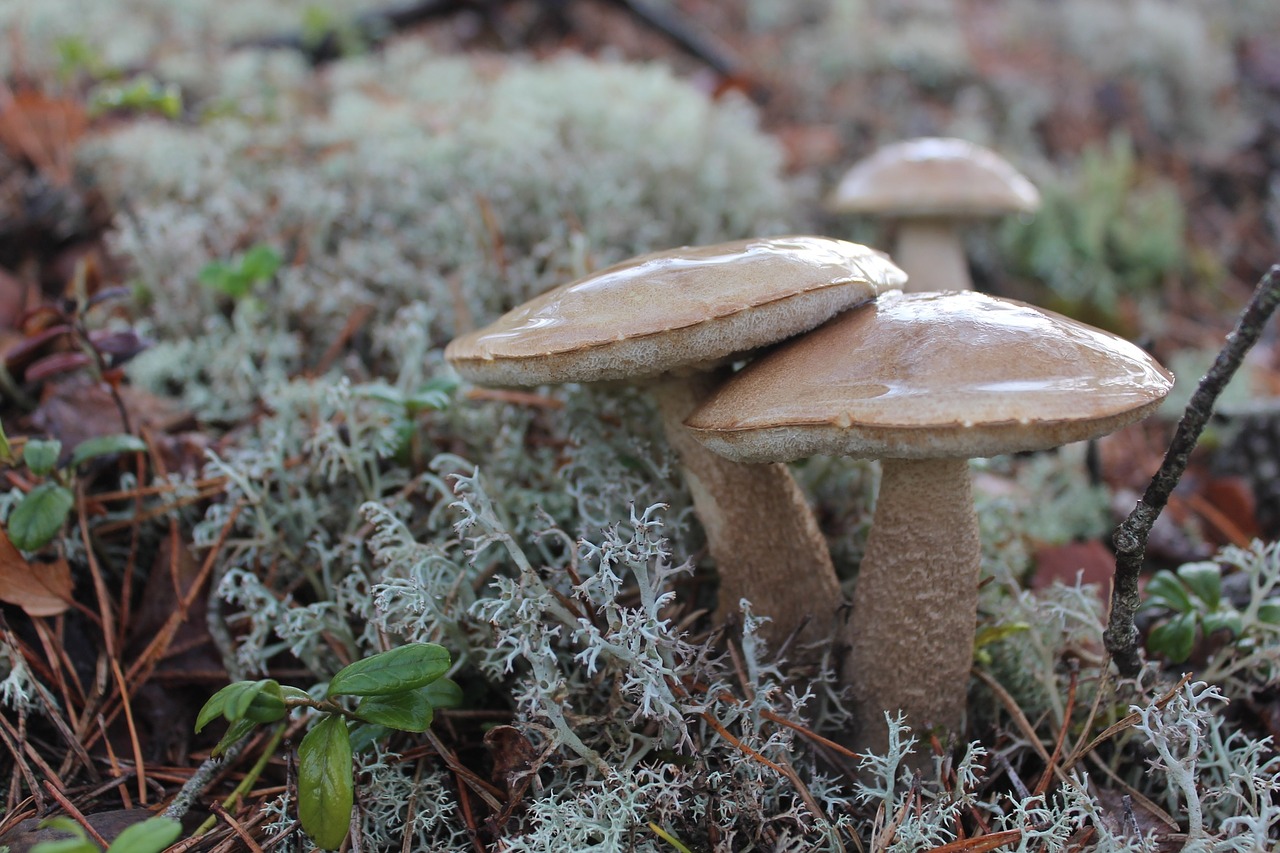 vegetation mushrooms brown free photo