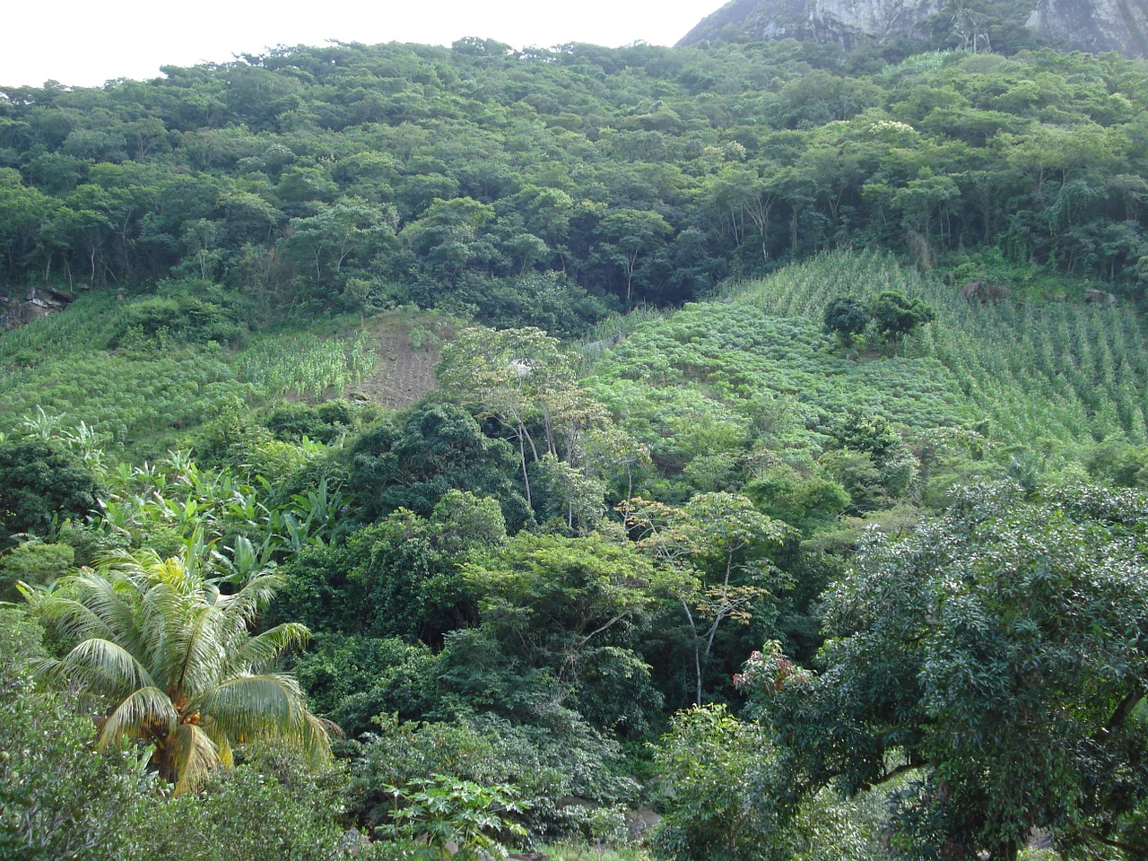 vegetation brazil nature free photo