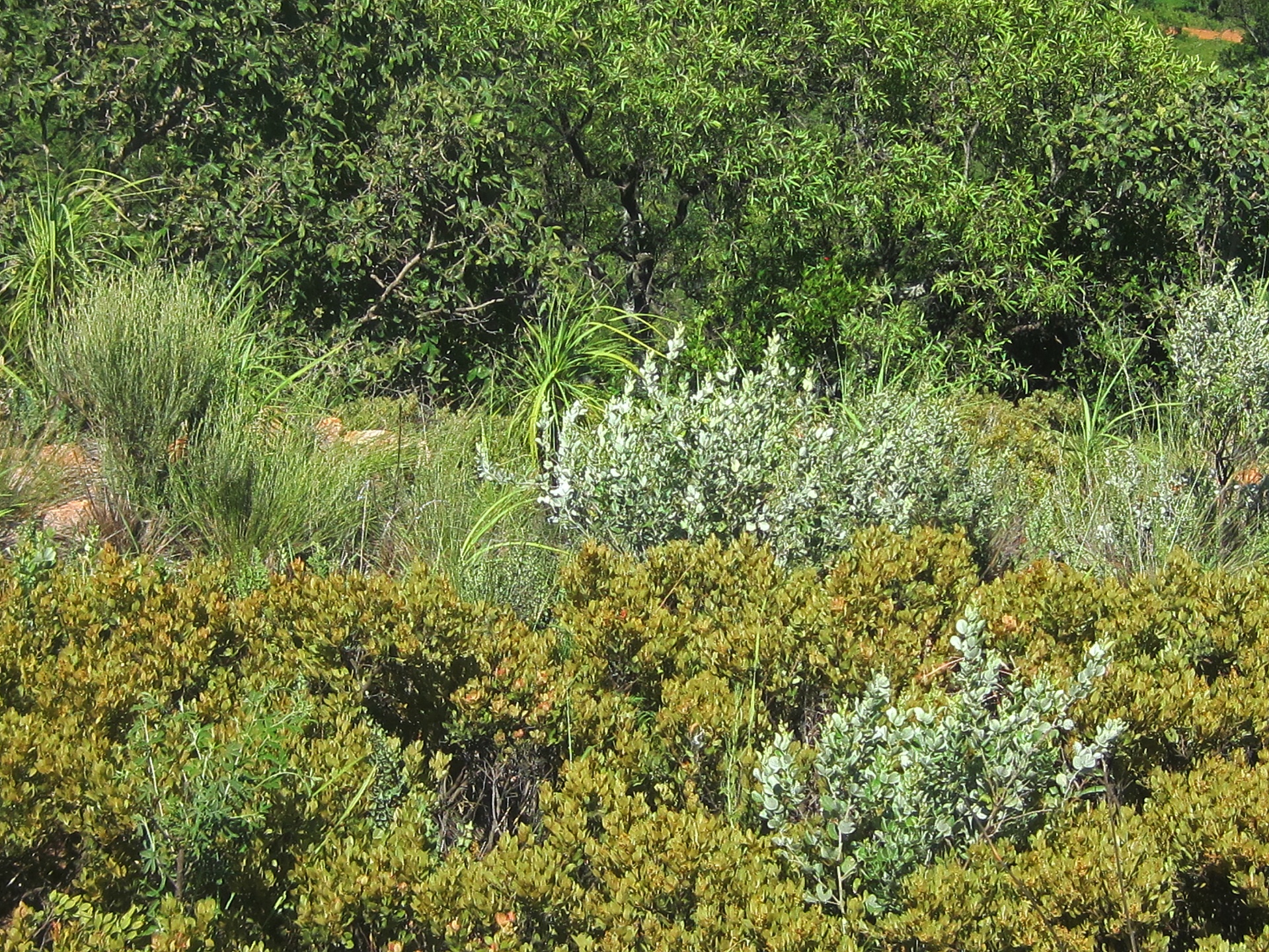 trees bush vegetation free photo