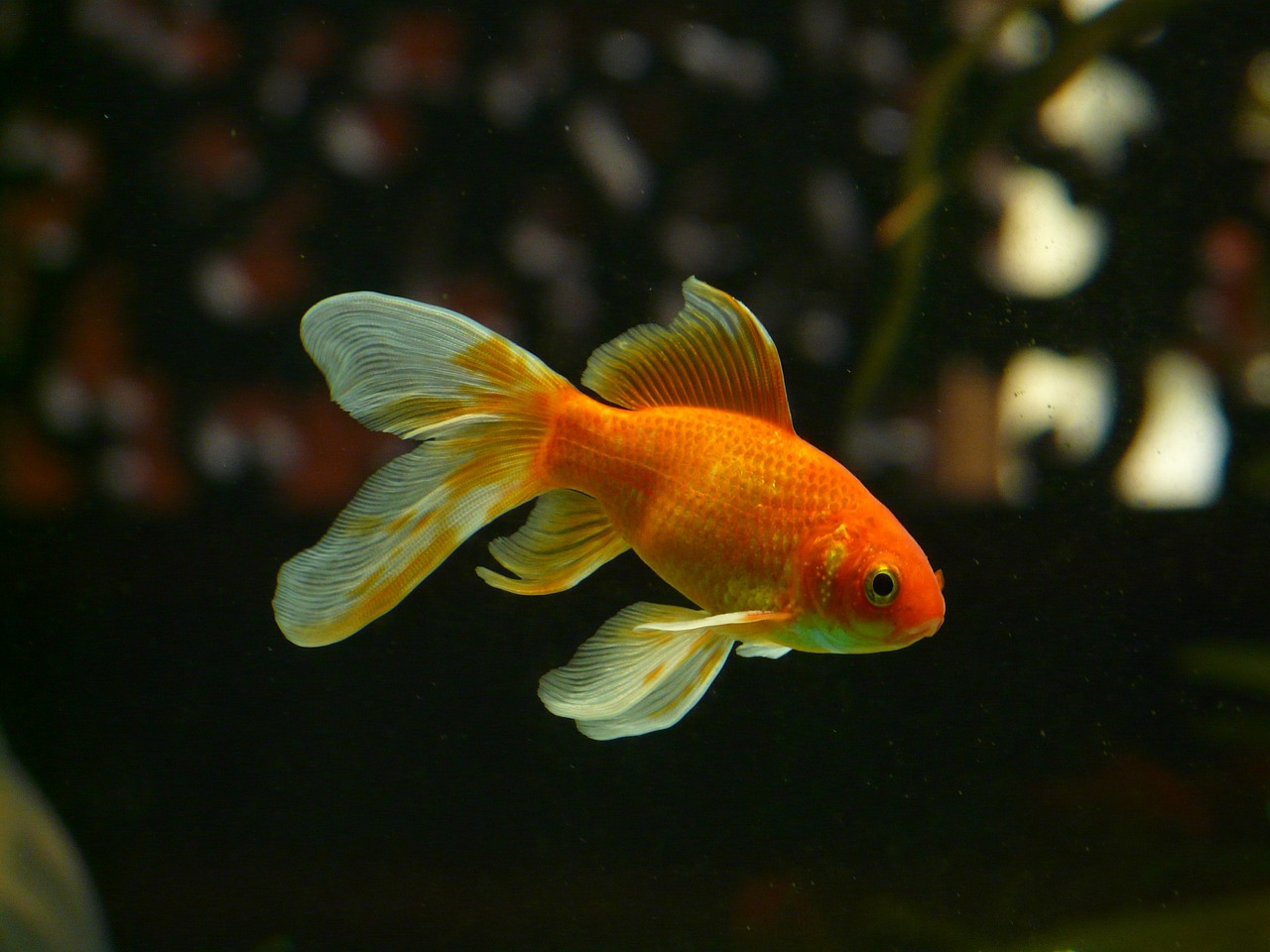 veiltail fish goldfish free photo