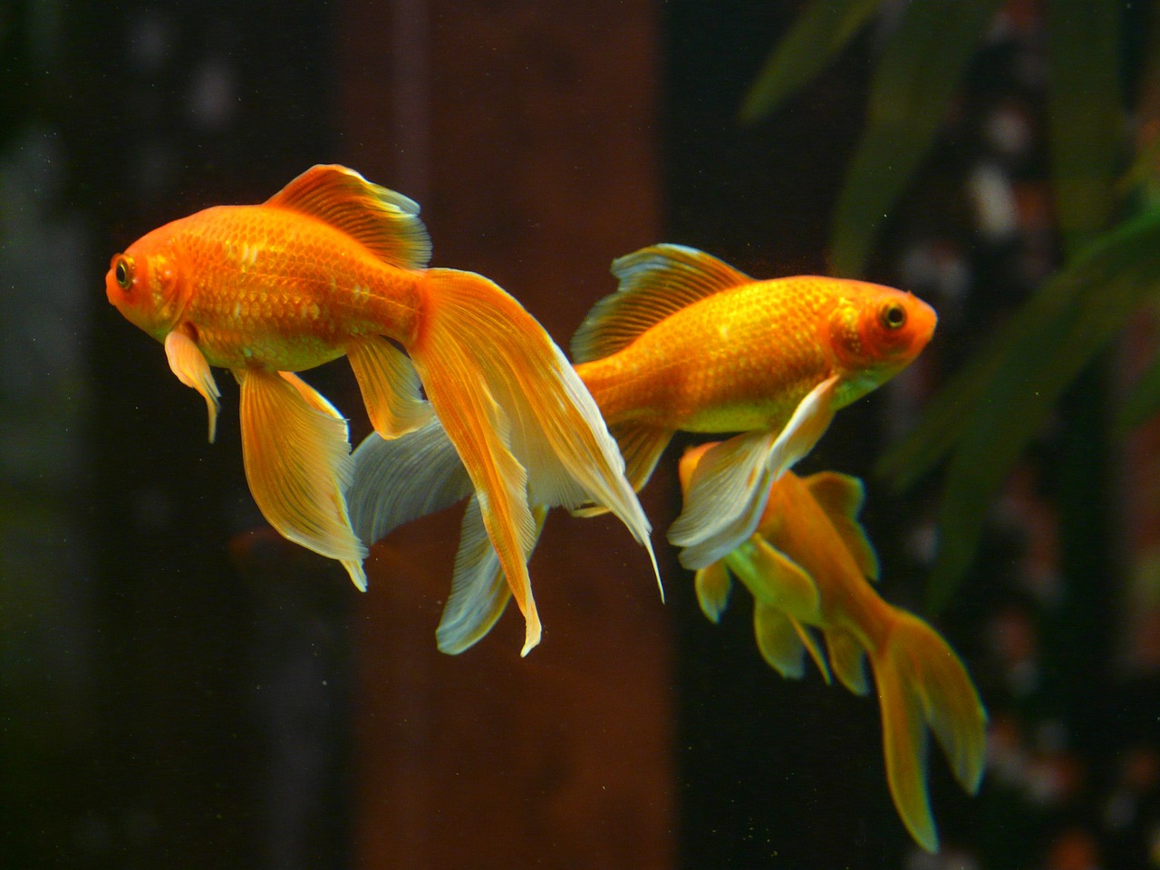 veiltail fish goldfish free photo