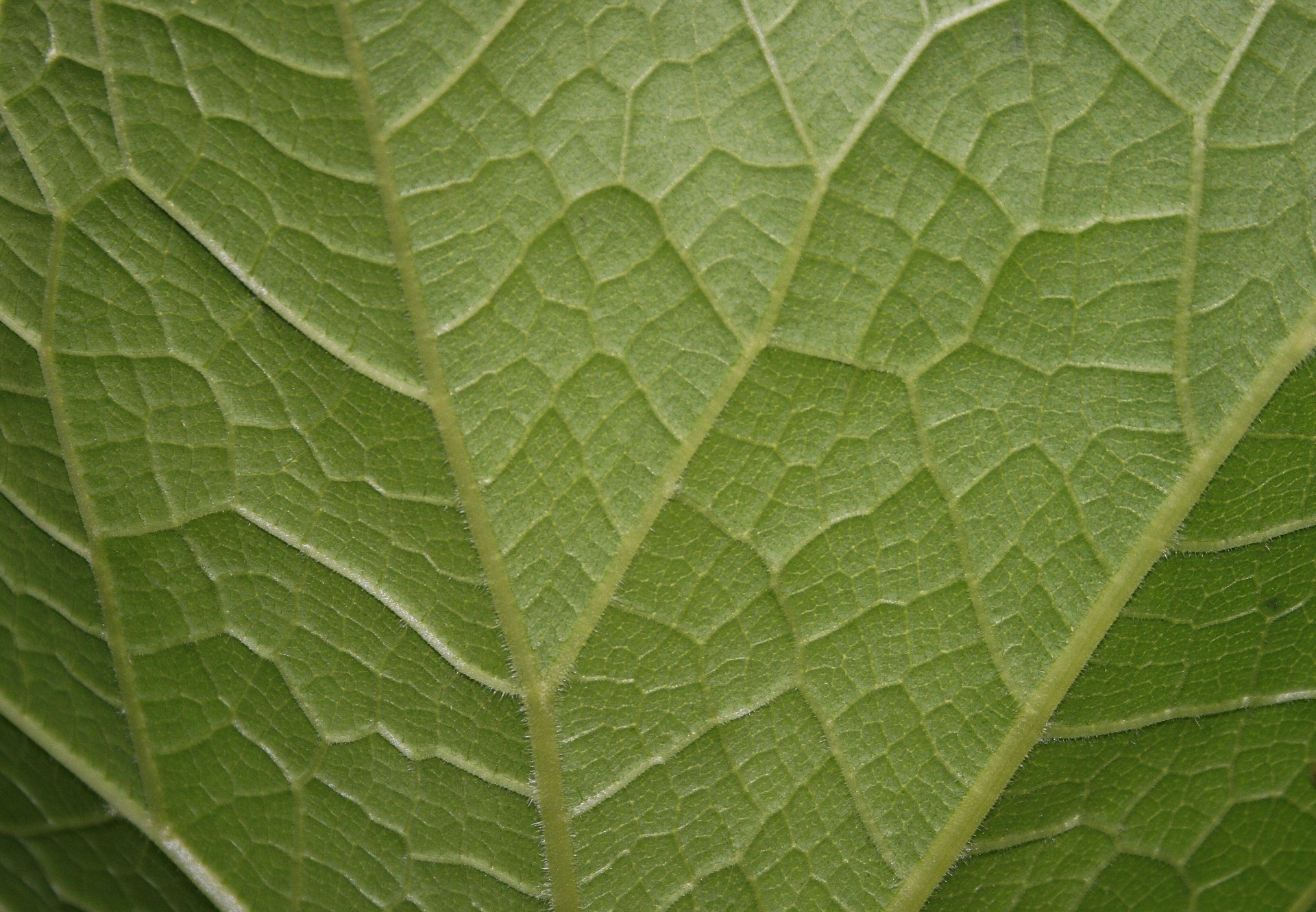 leaf green close free photo