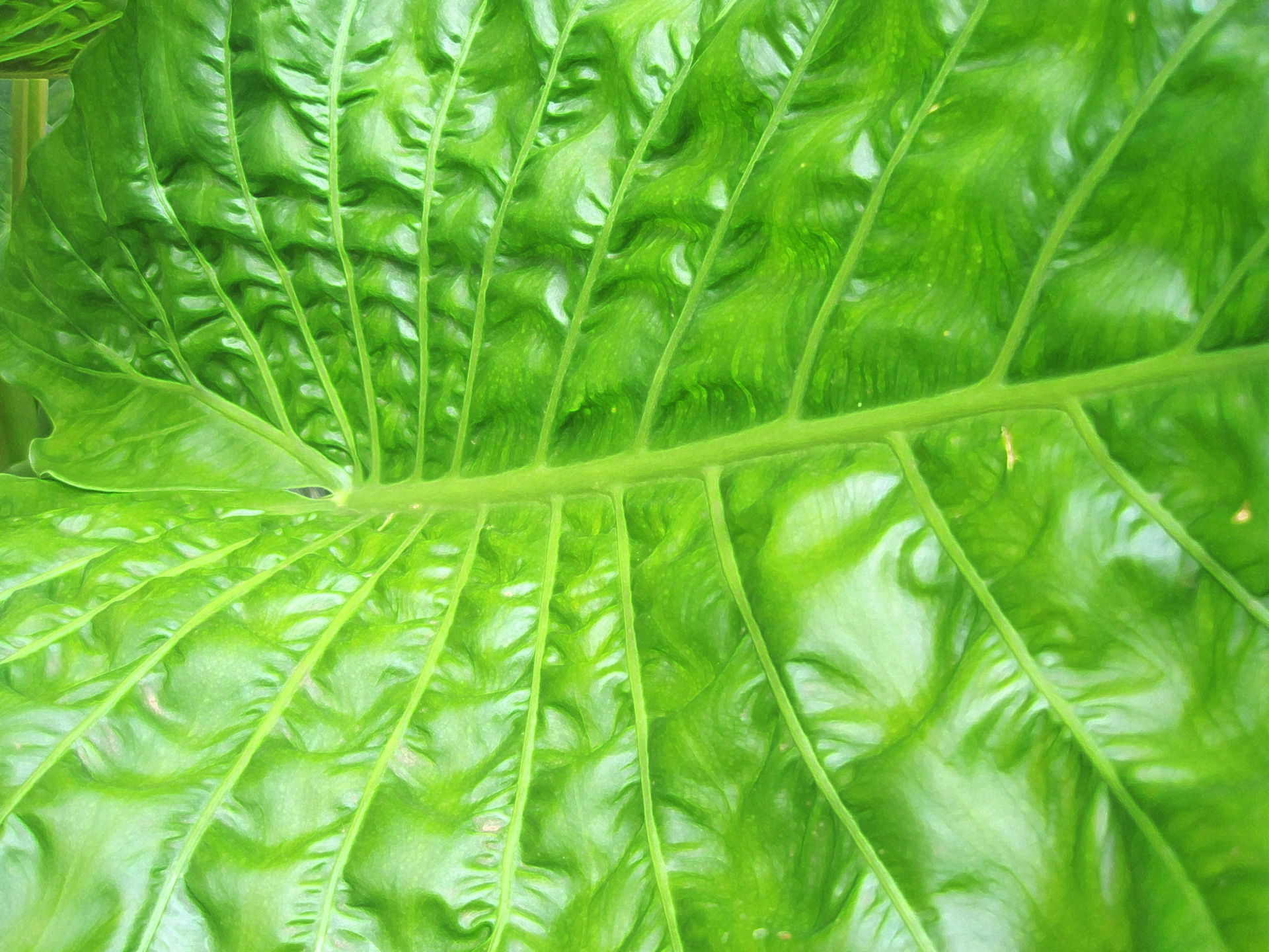 leaf large tropical free photo