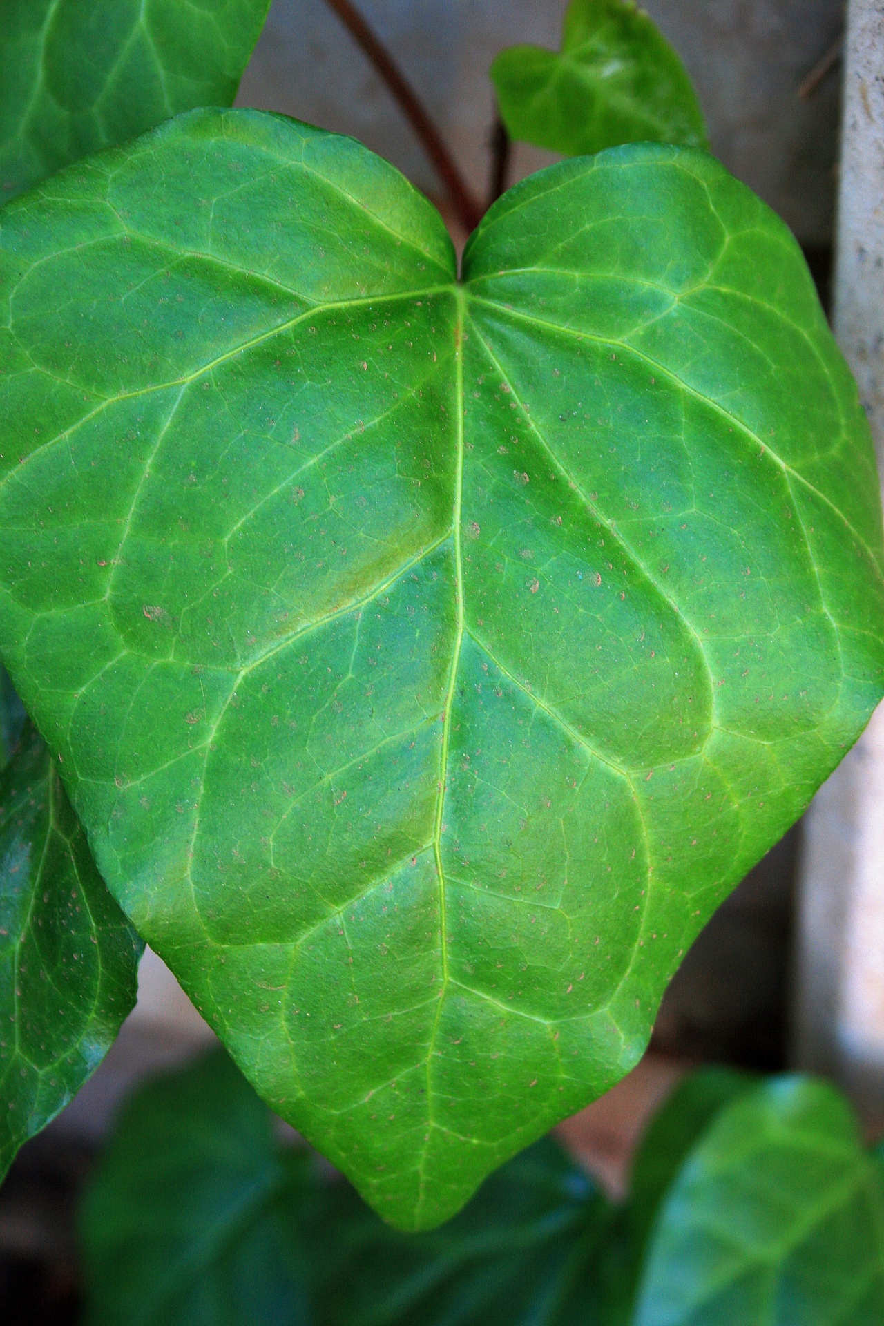 leaf green veined free photo