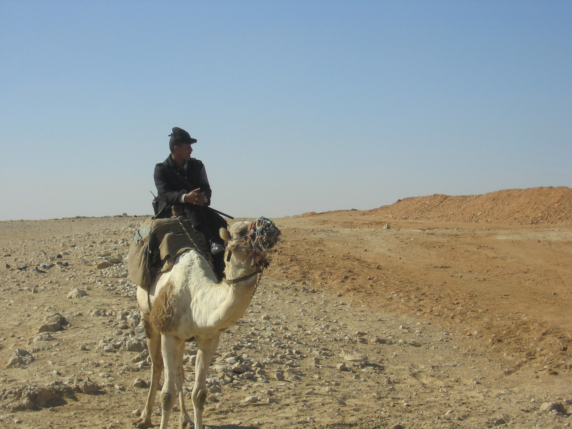 camel desert camel in the desert free photo