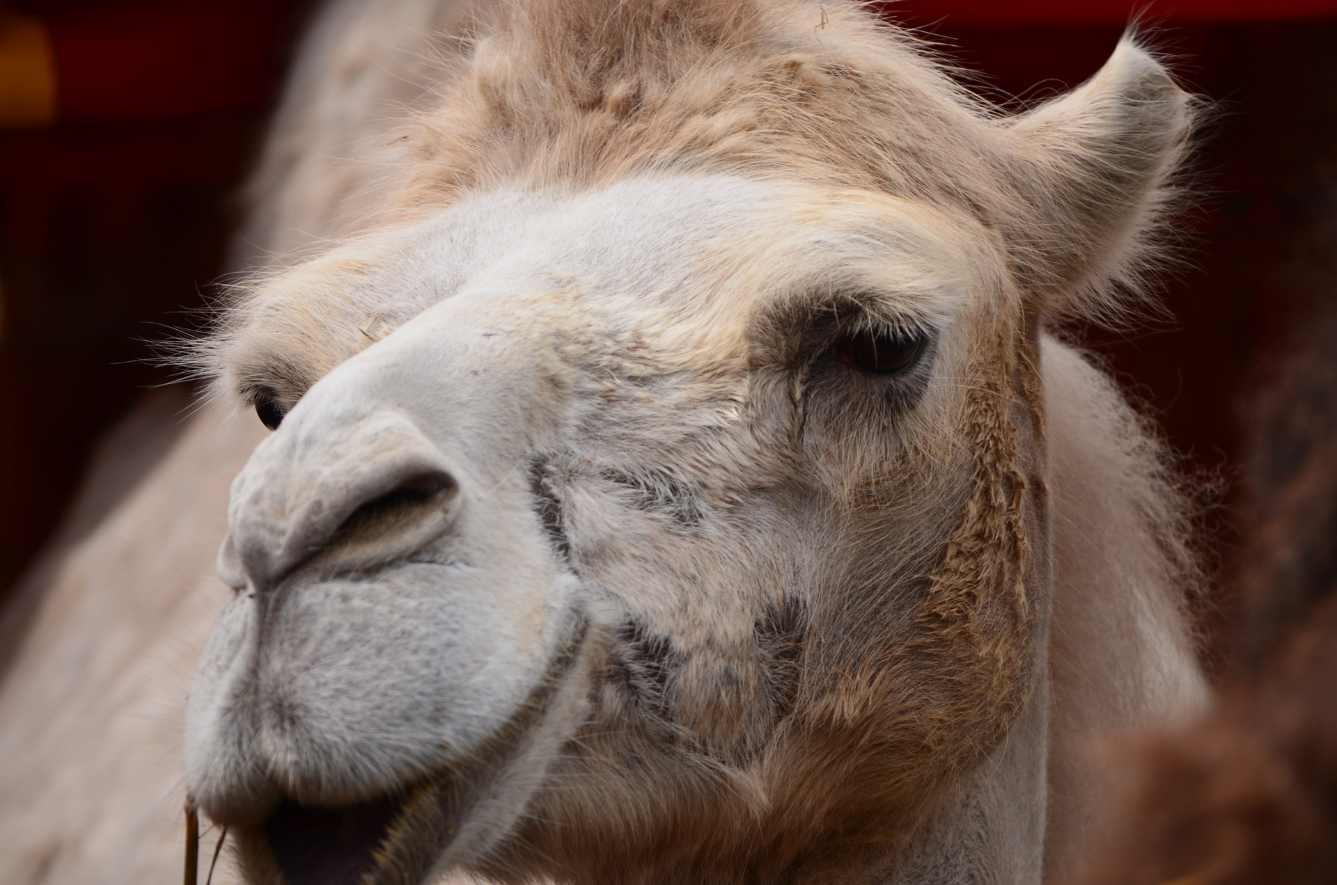 camel animal mammal free photo