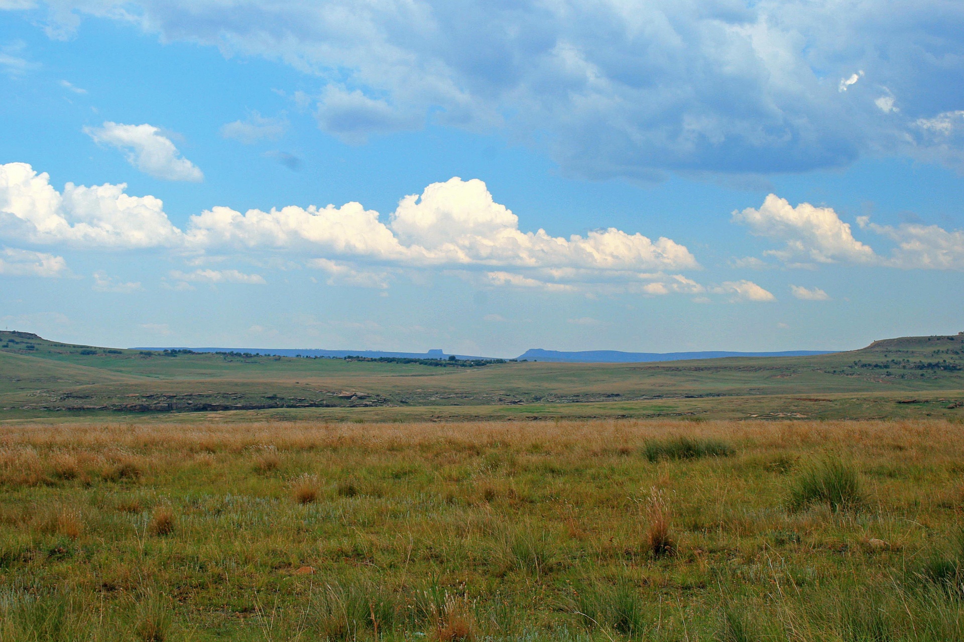 countryside veld grass free photo