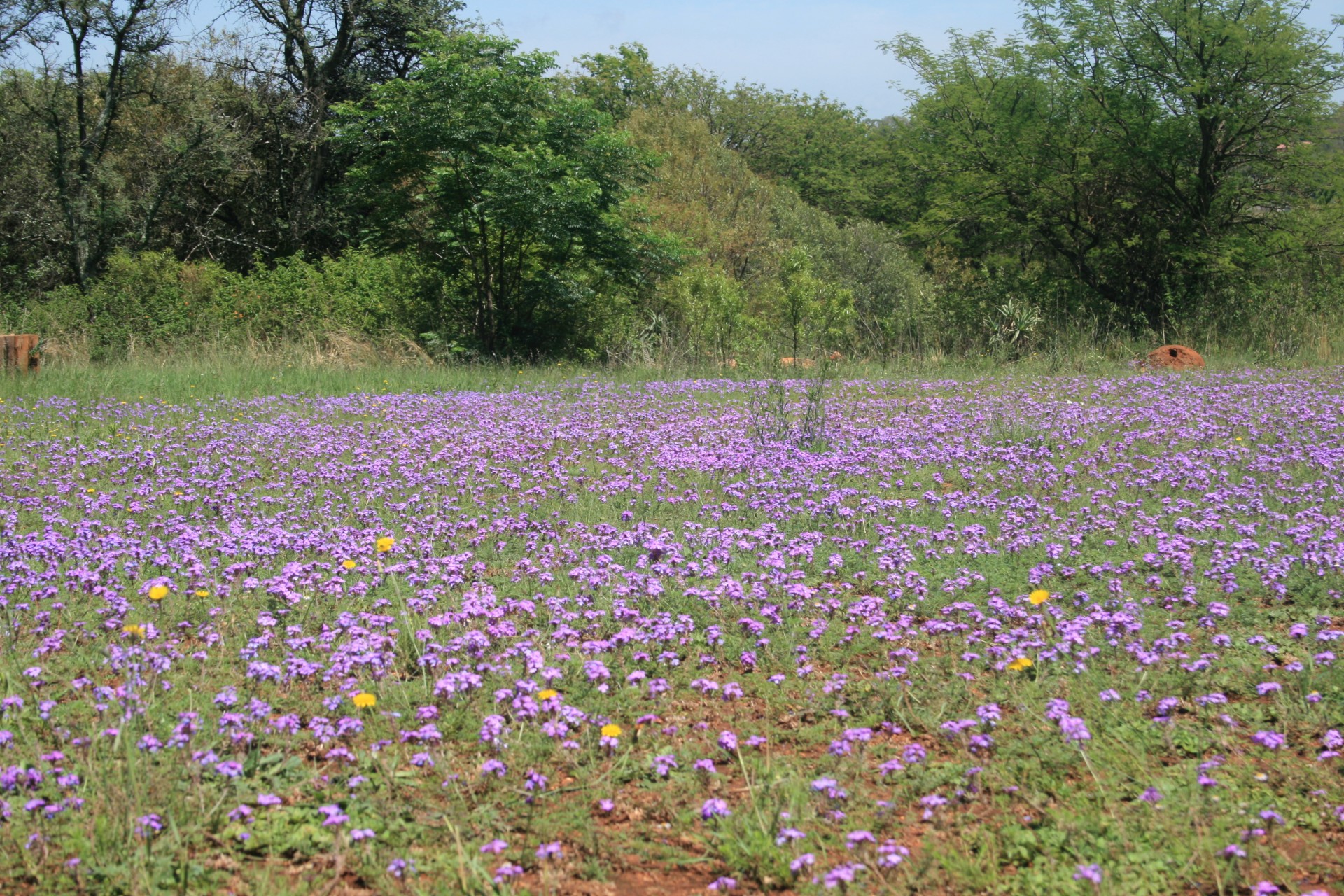 veld wild flowers purple free photo