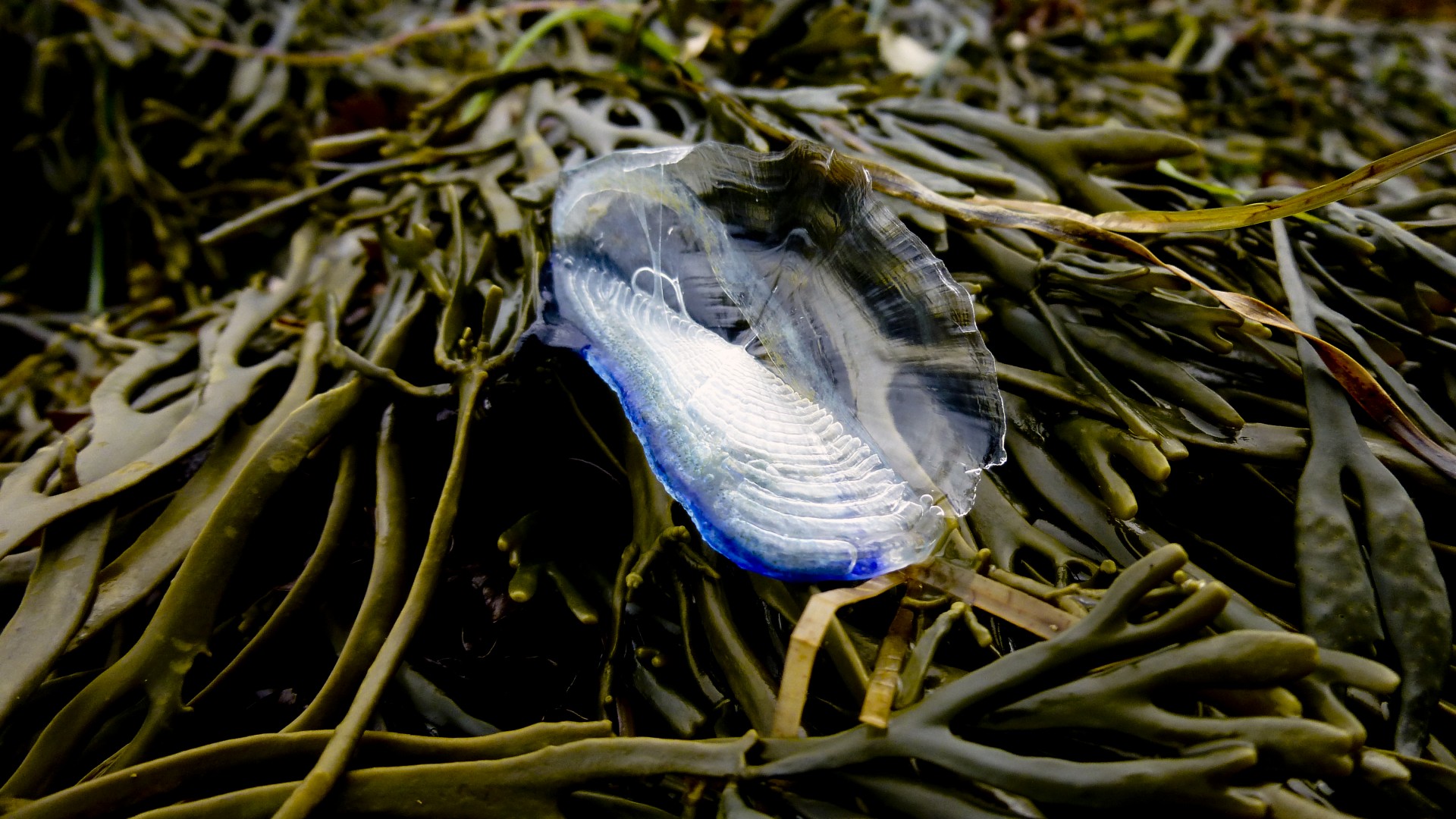 Download free photo of Velella velella,velella,translucent,sail,sails ...