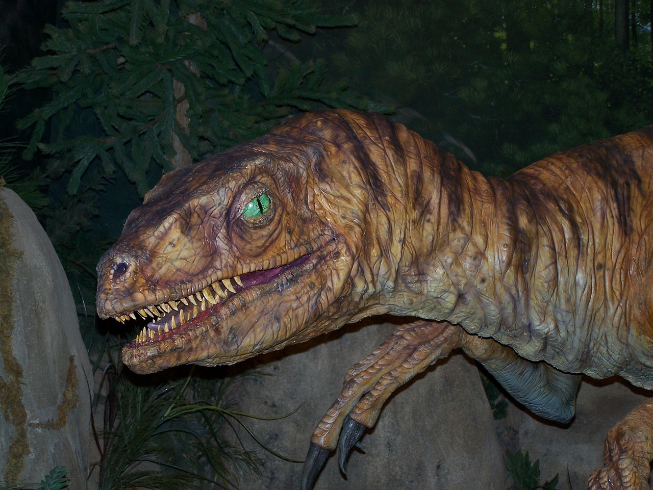 velociraptor dinosaur reptile free photo