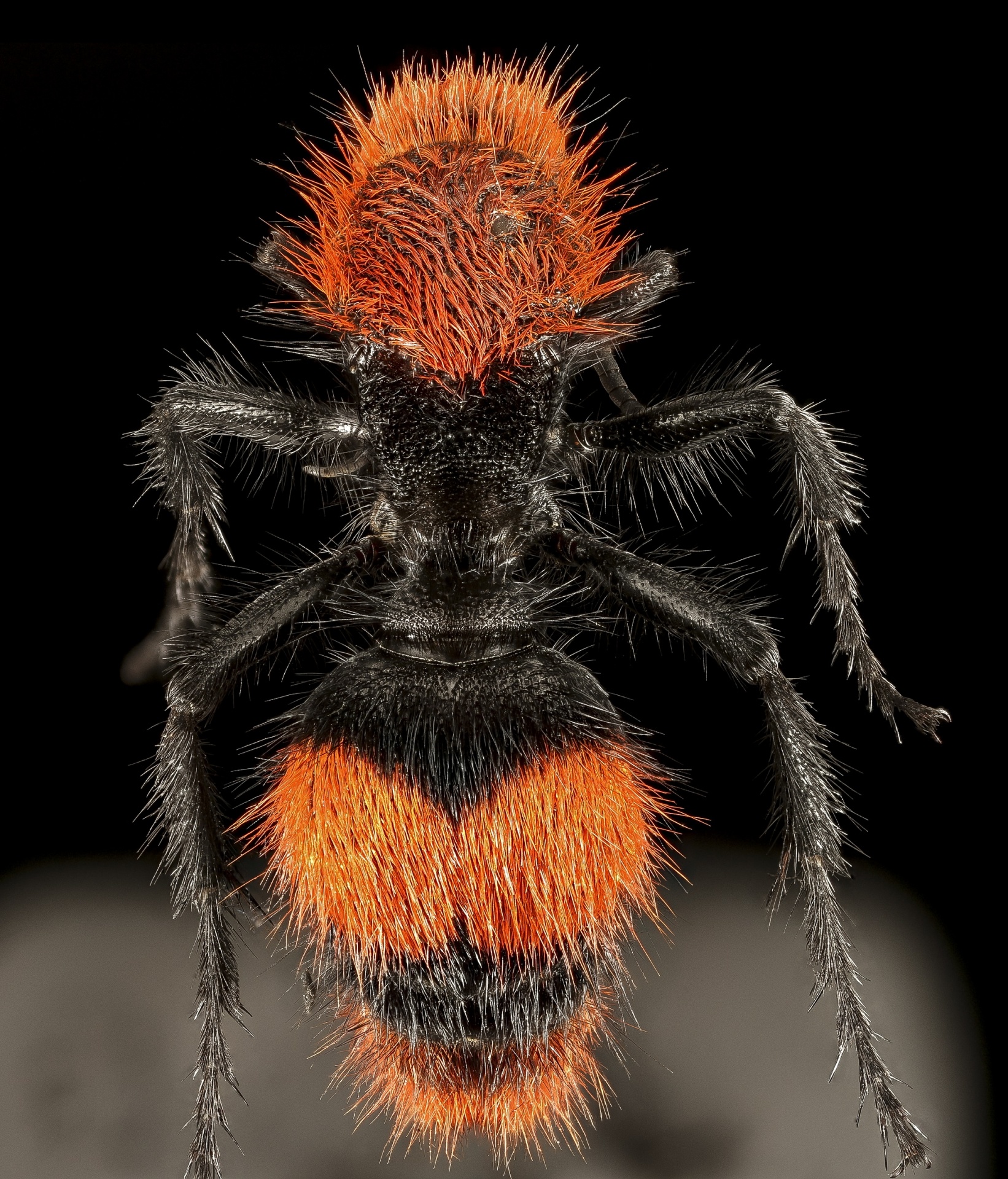 velvet ant female flightless wasp free photo
