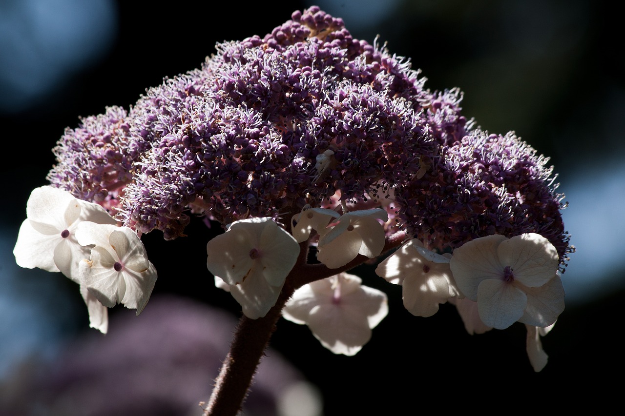 velvet hydrangea hydrangea aspera flower free photo