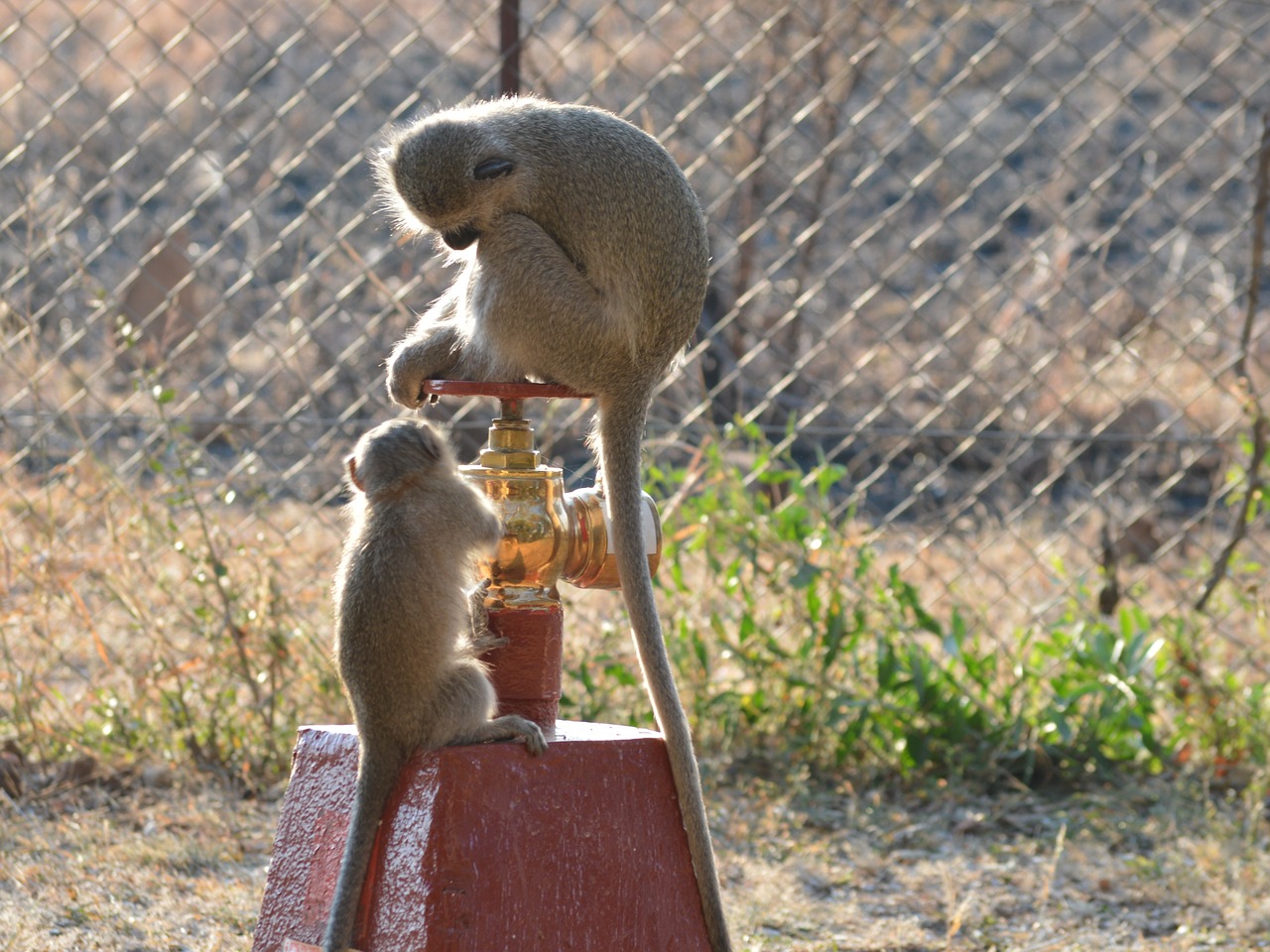 velvet monkey hydrant wild animals free photo