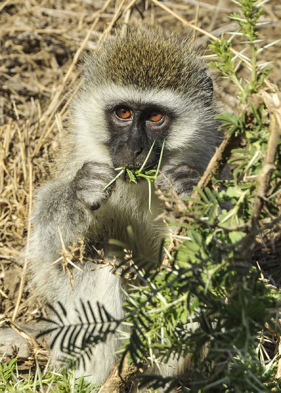 velvet monkey serengeti africa free photo