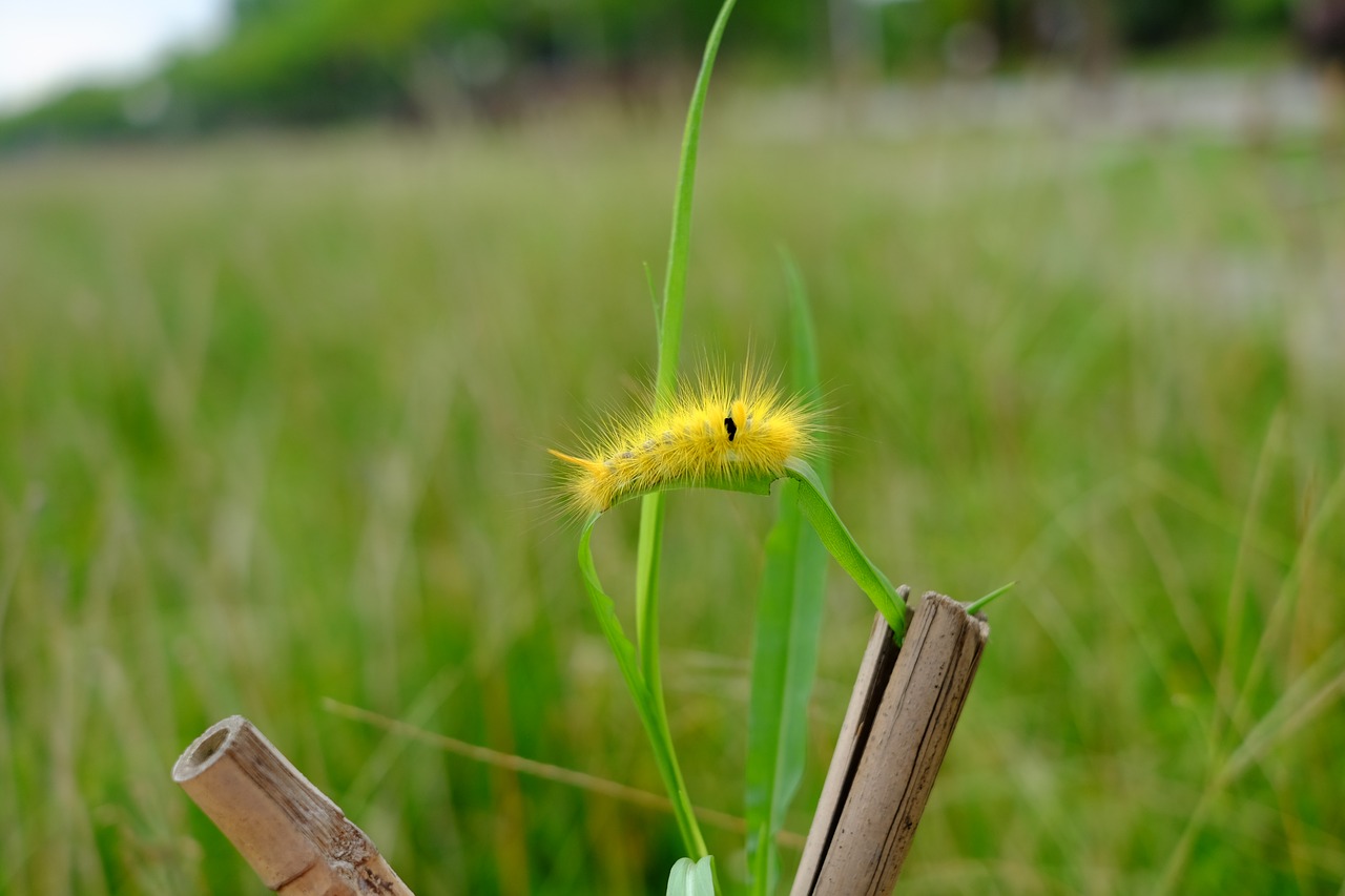 velvet moth yellow caterpillar free photo