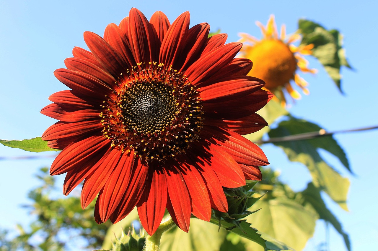 velvet queen sunflower plant free photo
