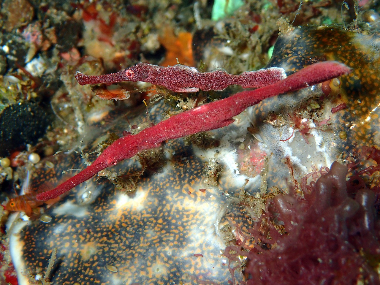 velvet robust ornate ghost pipefish velvet robust free photo