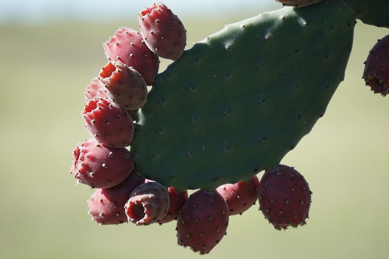 velvety tree pear opuntia tomentosa cactus free photo