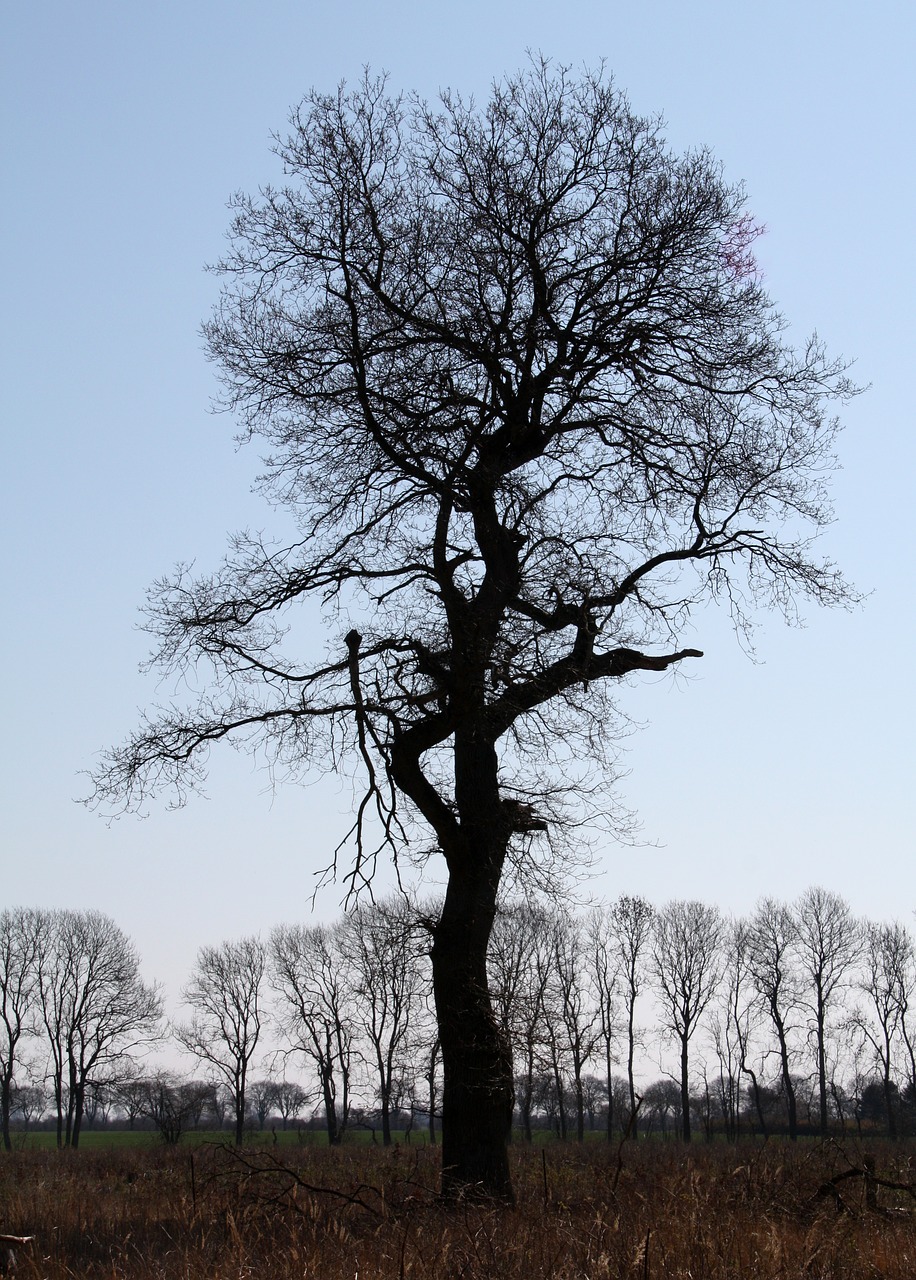 vemmetofte park oak tree free photo