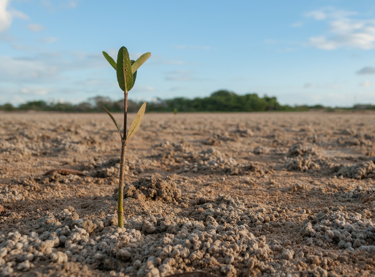 venezuela mangrove field free photo